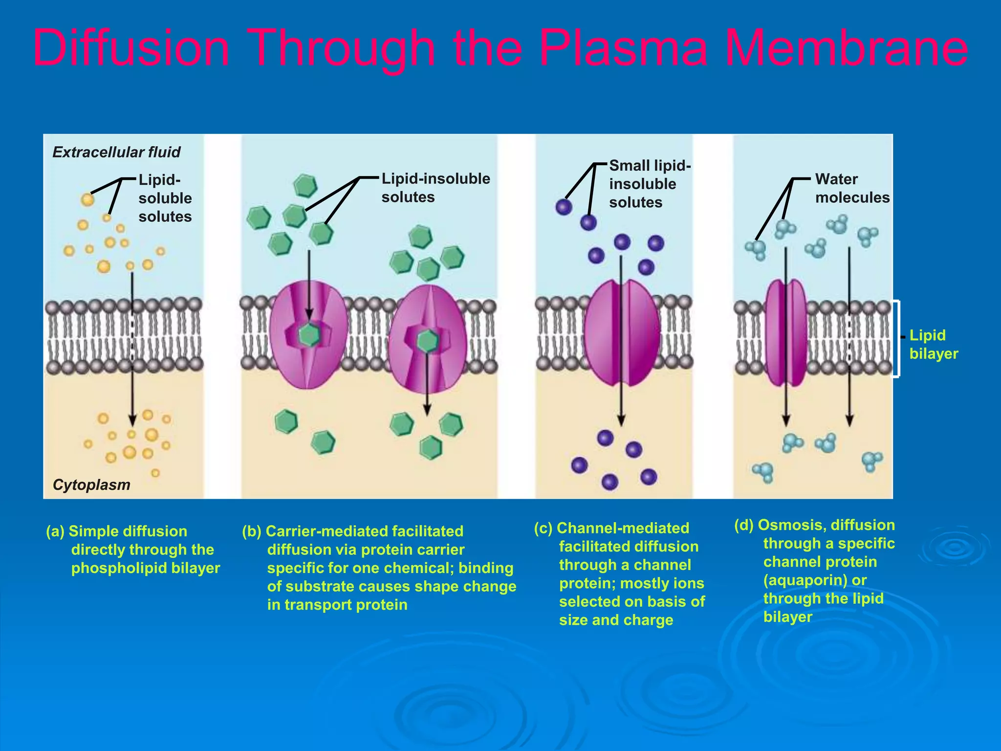 Diffusion Through the Plasma Membrane
Figure 3.7
Extracellular fluid
Cytoplasm
Lipid-
soluble
solutes
Lipid
bilayer
Lipid-insoluble
solutes
Water
molecules
Small lipid-
insoluble
solutes
(a) Simple diffusion
directly through the
phospholipid bilayer
(c) Channel-mediated
facilitated diffusion
through a channel
protein; mostly ions
selected on basis of
size and charge
(b) Carrier-mediated facilitated
diffusion via protein carrier
specific for one chemical; binding
of substrate causes shape change
in transport protein
(d) Osmosis, diffusion
through a specific
channel protein
(aquaporin) or
through the lipid
bilayer
 