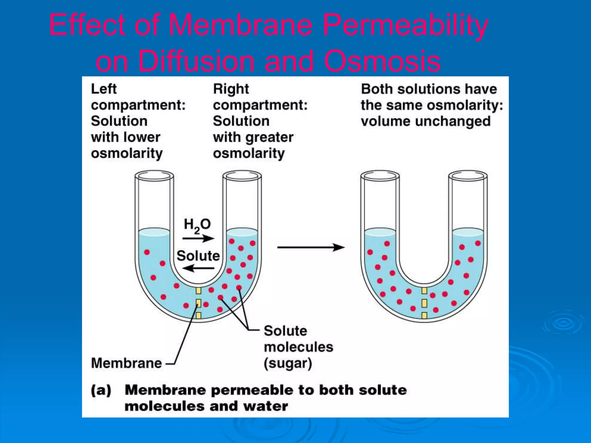 Effect of Membrane Permeability
on Diffusion and Osmosis
Figure 3.8a
 