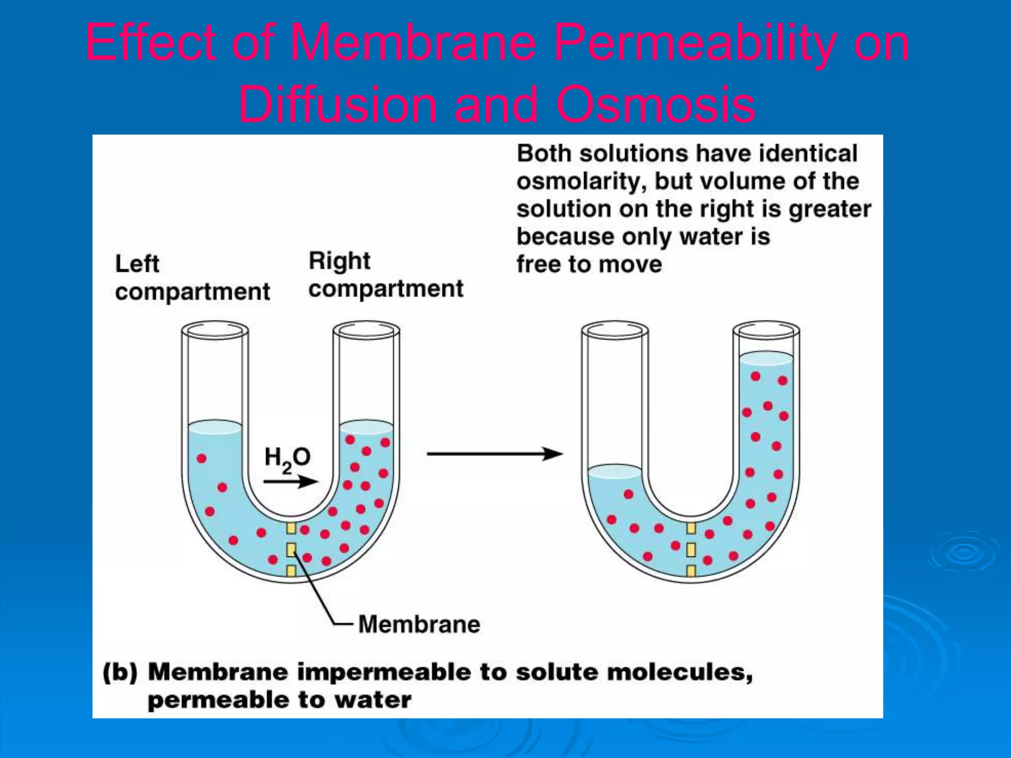 Effect of Membrane Permeability on
Diffusion and Osmosis
Figure 3.8b
 