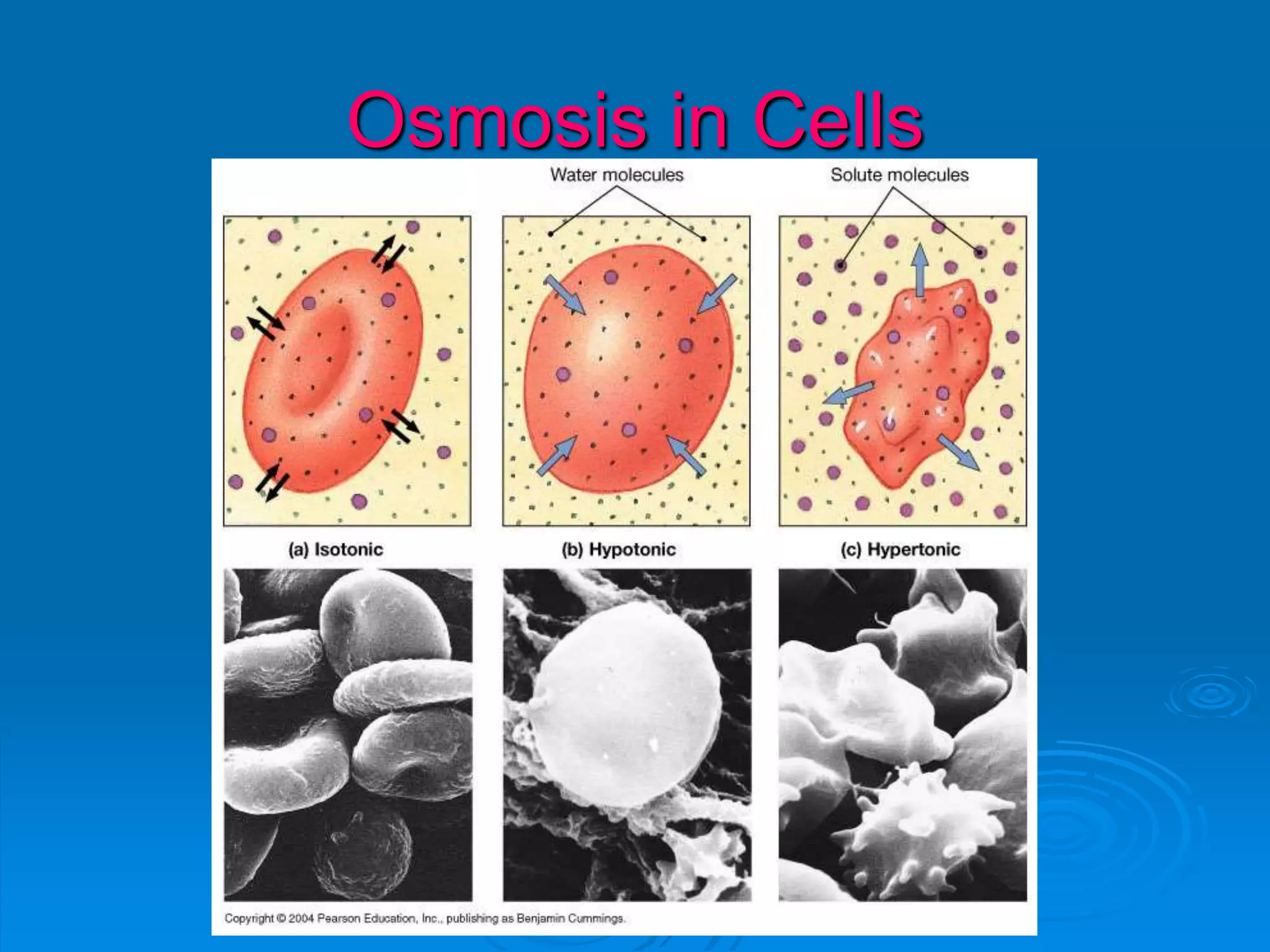 Osmosis in Cells
 