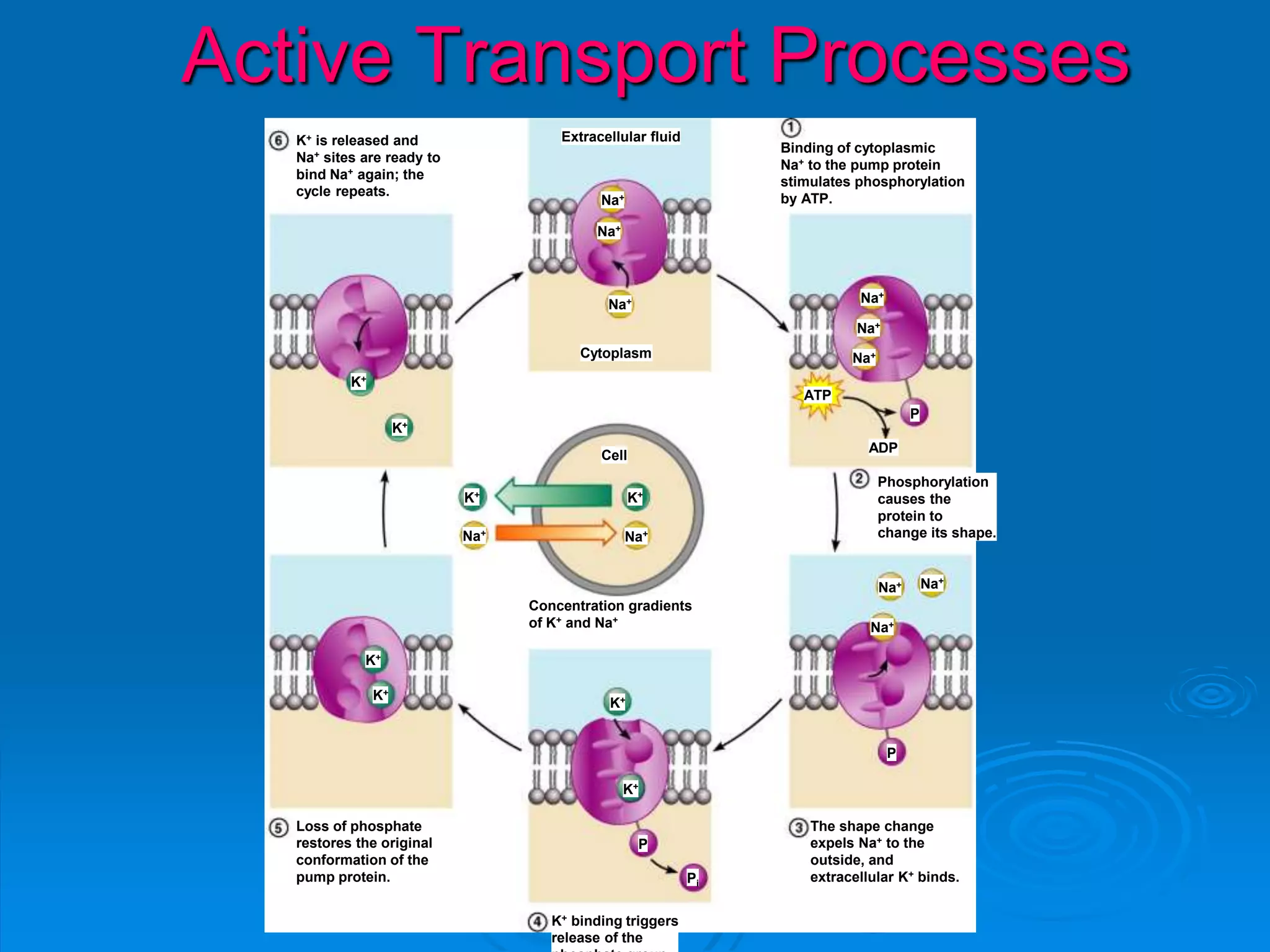 Active Transport Processes
Cytoplasm
Extracellular fluidK+ is released and
Na+ sites are ready to
bind Na+ again; the
cycle repeats.
Cell
ADP
Phosphorylation
causes the
protein to
change its shape.
Concentration gradients
of K+ and Na+
The shape change
expels Na+ to the
outside, and
extracellular K+ binds.
Loss of phosphate
restores the original
conformation of the
pump protein.
K+ binding triggers
release of the
Binding of cytoplasmic
Na+ to the pump protein
stimulates phosphorylation
by ATP.Na+
Na+
Na+
Na+Na+
K+K+
K+
K+
Na+
Na+
Na+
ATP
P
P
Na+
Na+
Na+
K+
K+
P
Pi
K+
K+
 