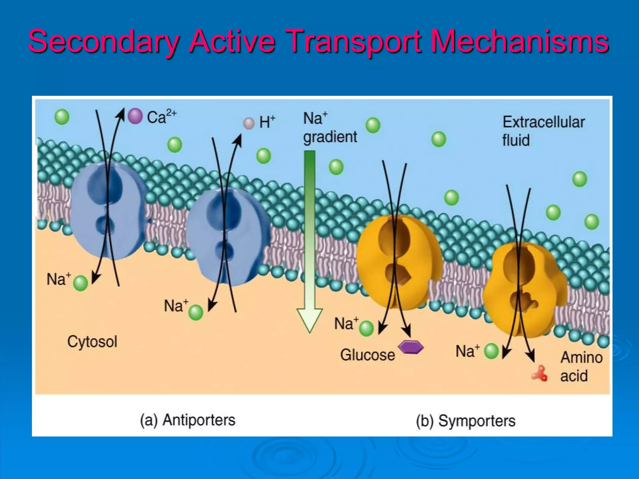 Secondary Active Transport Mechanisms
 