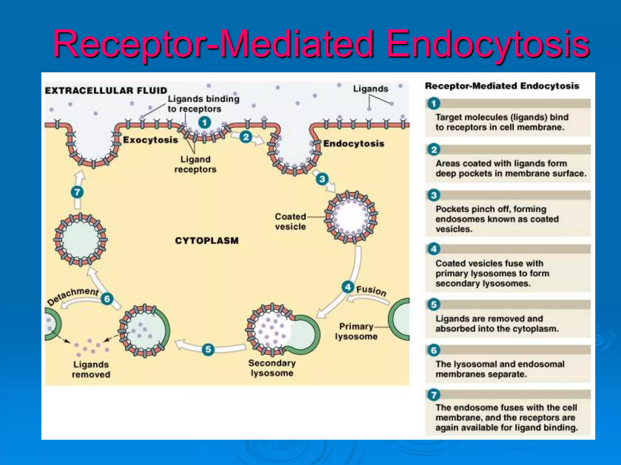 Receptor-Mediated Endocytosis
 