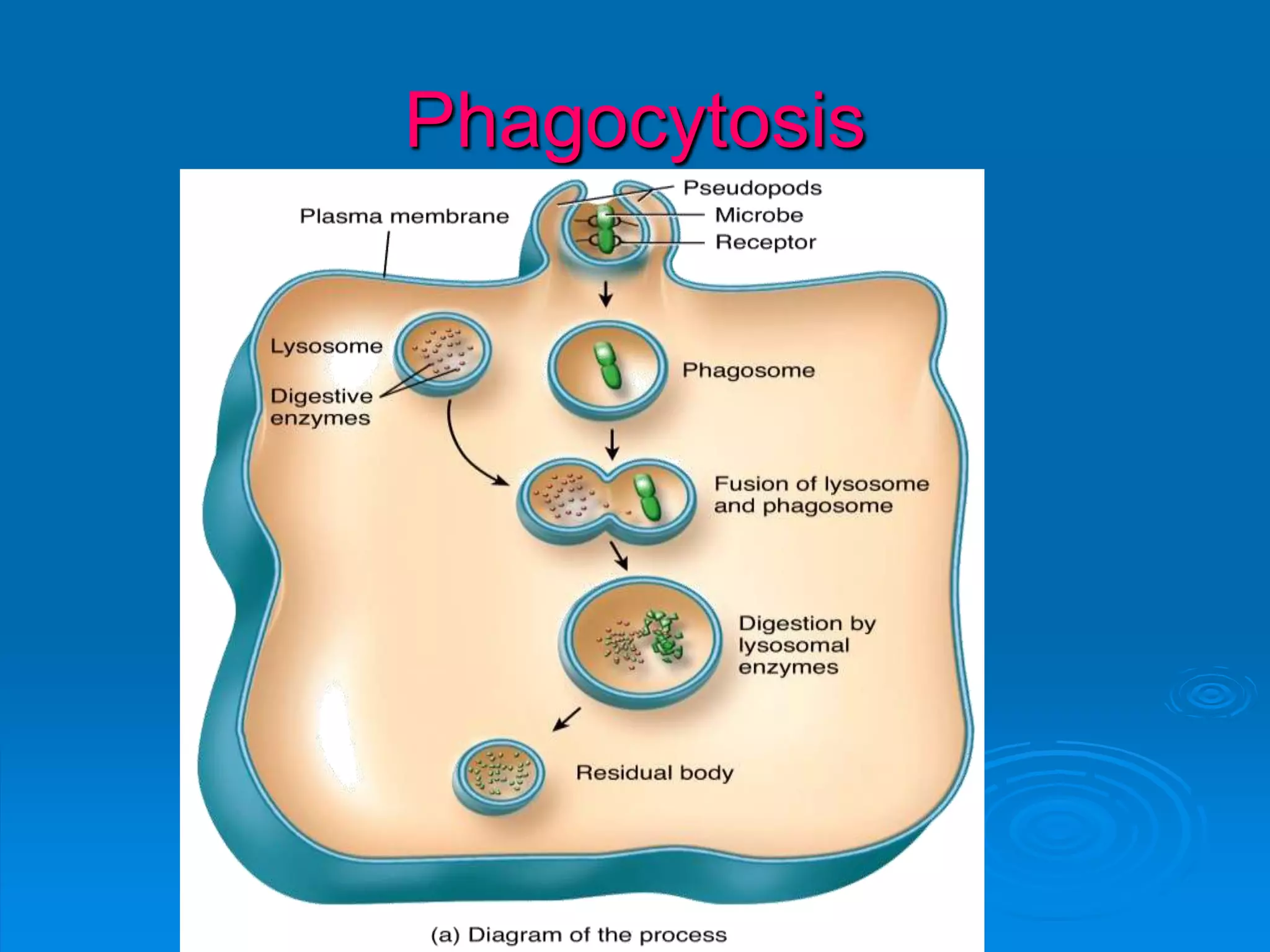 Phagocytosis
 