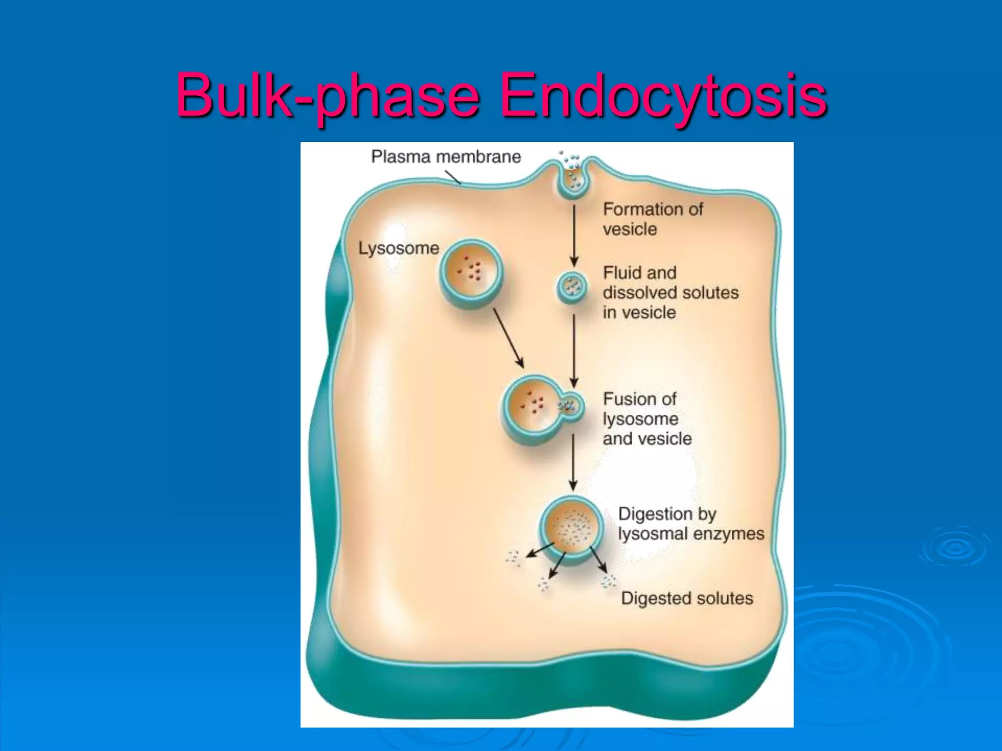 Bulk-phase Endocytosis
 