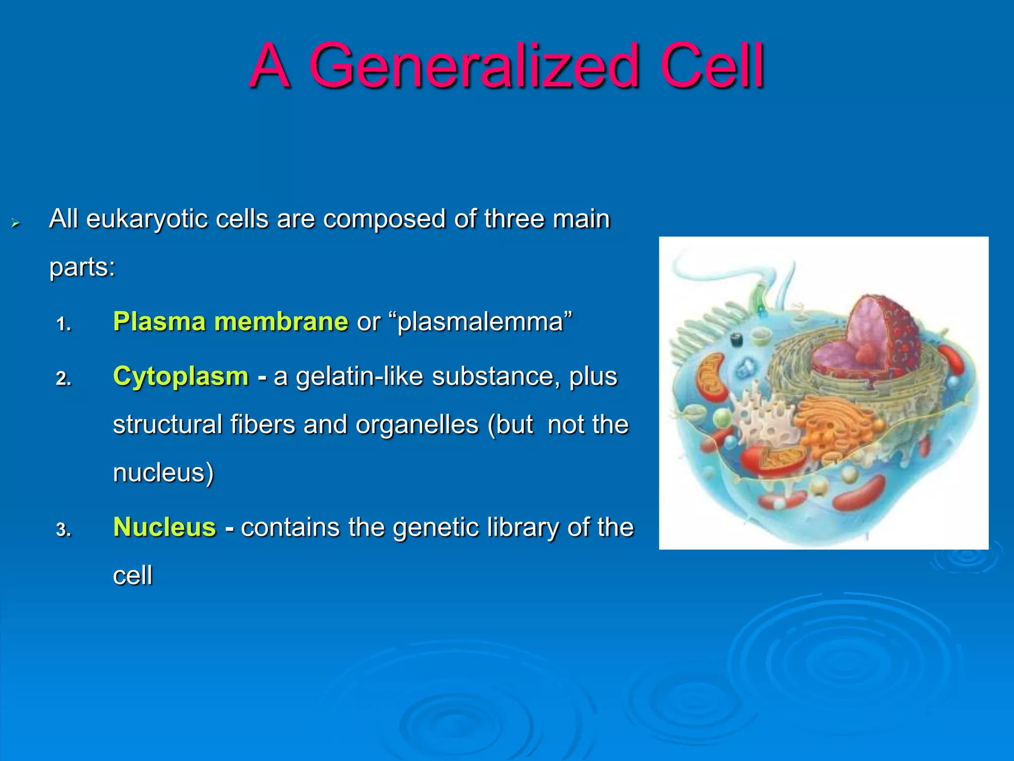  All eukaryotic cells are composed of three main
parts:
1. Plasma membrane or “plasmalemma”
2. Cytoplasm - a gelatin-like substance, plus
structural fibers and organelles (but not the
nucleus)
3. Nucleus - contains the genetic library of the
cell
A Generalized Cell
 
