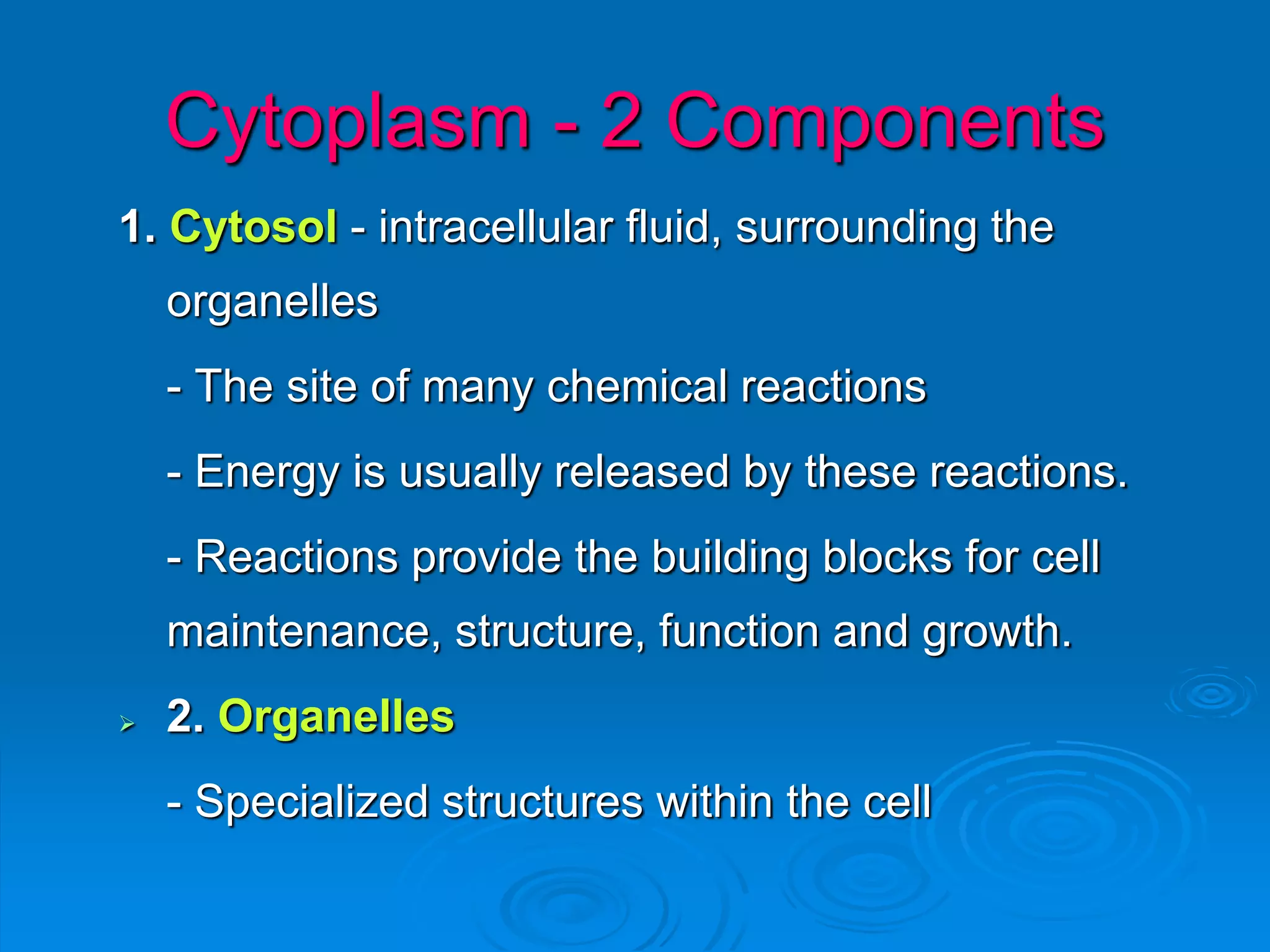 Cytoplasm - 2 Components
1. Cytosol - intracellular fluid, surrounding the
organelles
- The site of many chemical reactions
- Energy is usually released by these reactions.
- Reactions provide the building blocks for cell
maintenance, structure, function and growth.
 2. Organelles
- Specialized structures within the cell
 