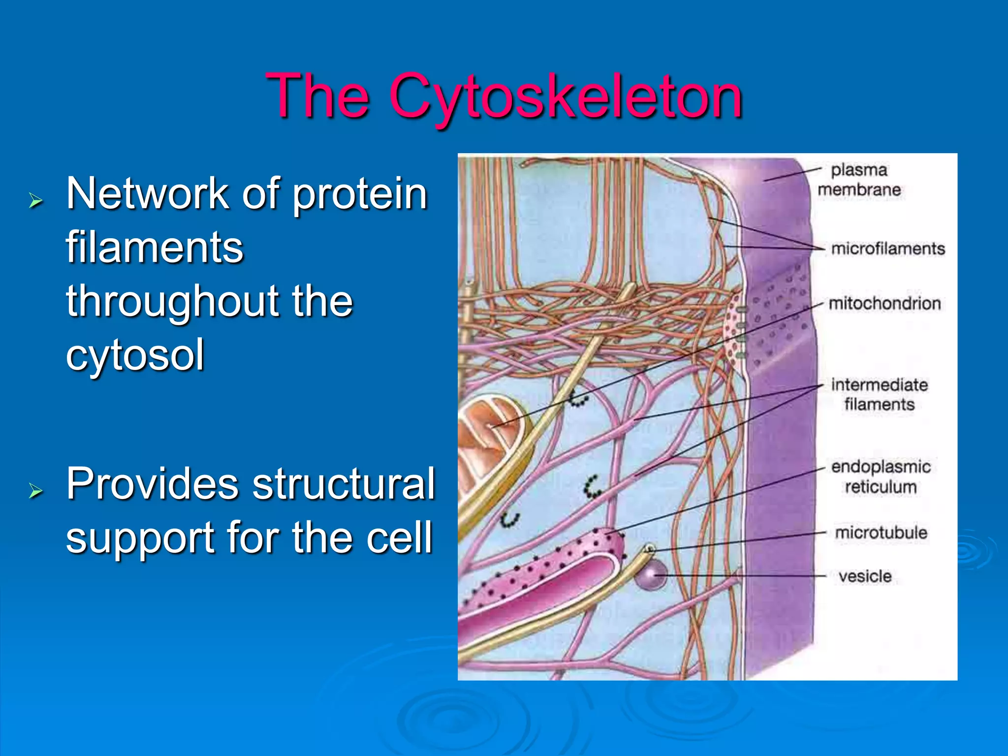  Network of protein
filaments
throughout the
cytosol
 Provides structural
support for the cell
The Cytoskeleton
 