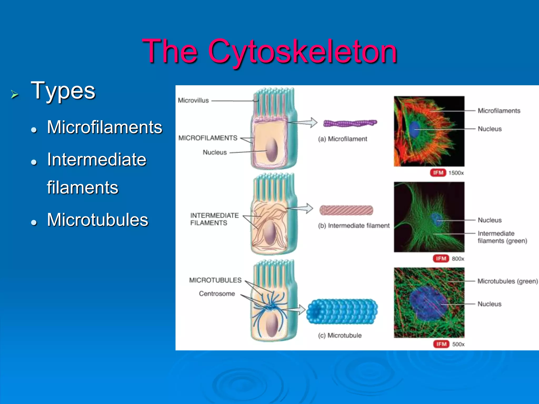  Types
 Microfilaments
 Intermediate
filaments
 Microtubules
The Cytoskeleton
 