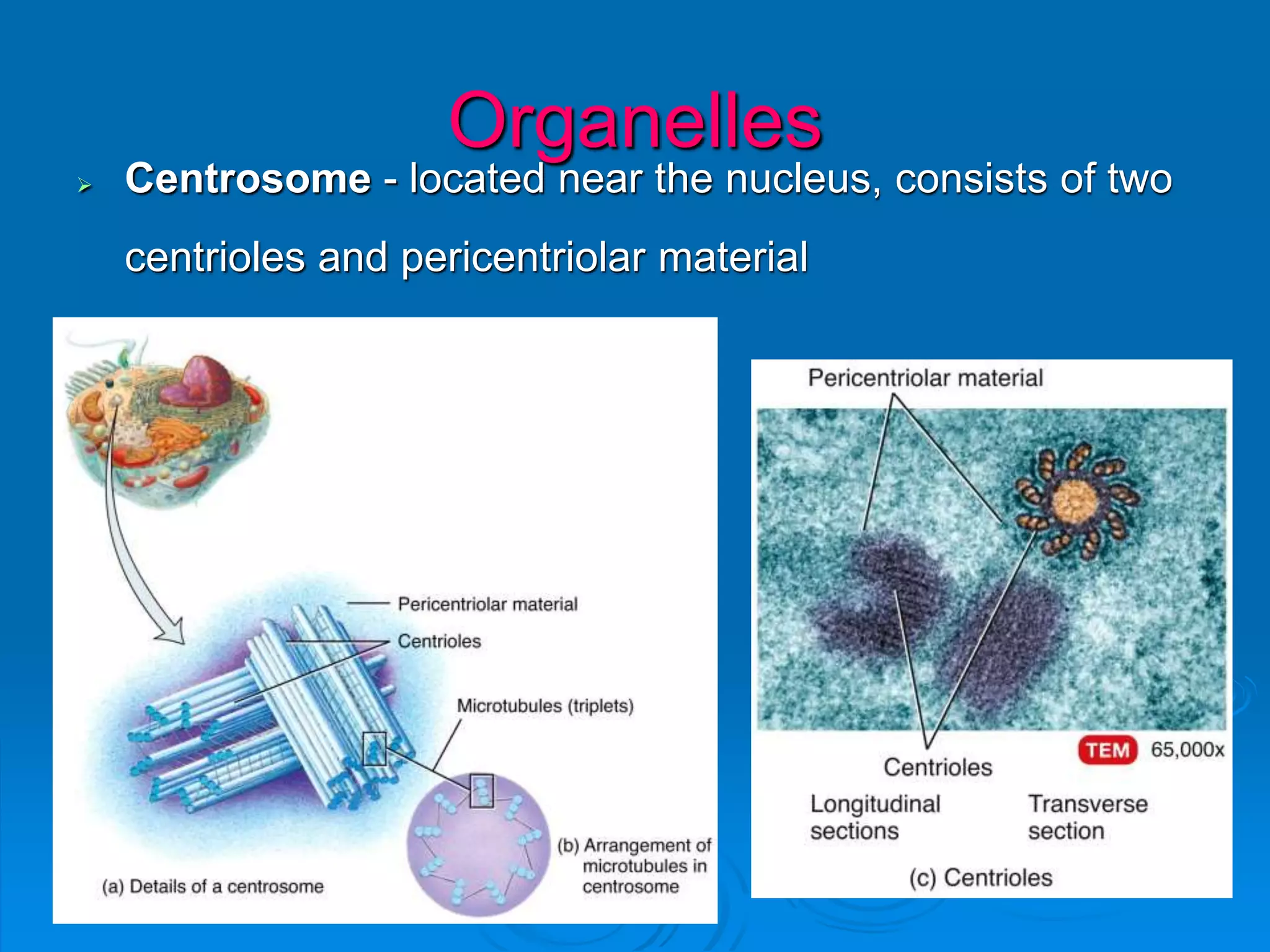 Organelles
 Centrosome - located near the nucleus, consists of two
centrioles and pericentriolar material
 