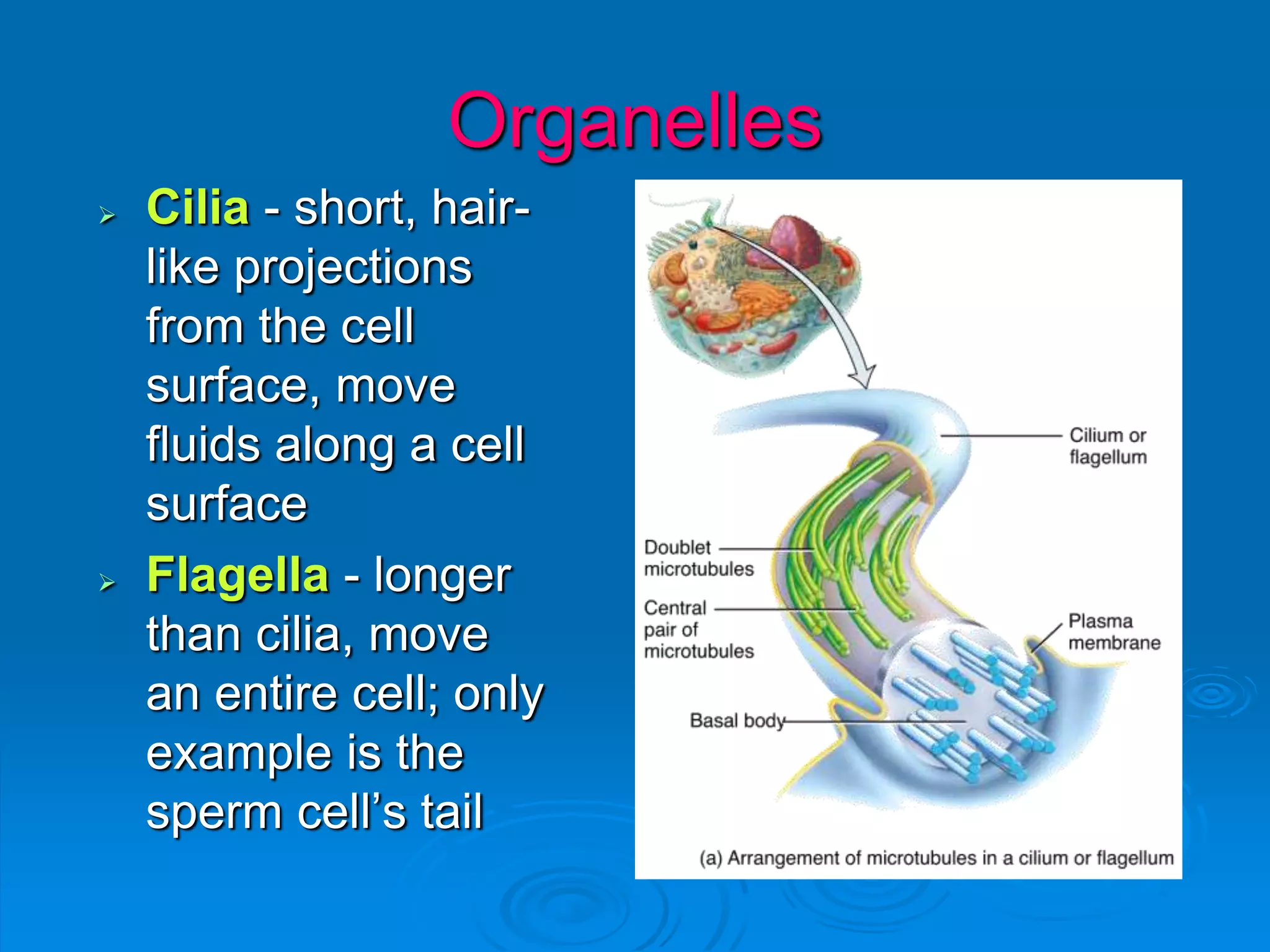 Organelles
 Cilia - short, hair-
like projections
from the cell
surface, move
fluids along a cell
surface
 Flagella - longer
than cilia, move
an entire cell; only
example is the
sperm cell’s tail
 