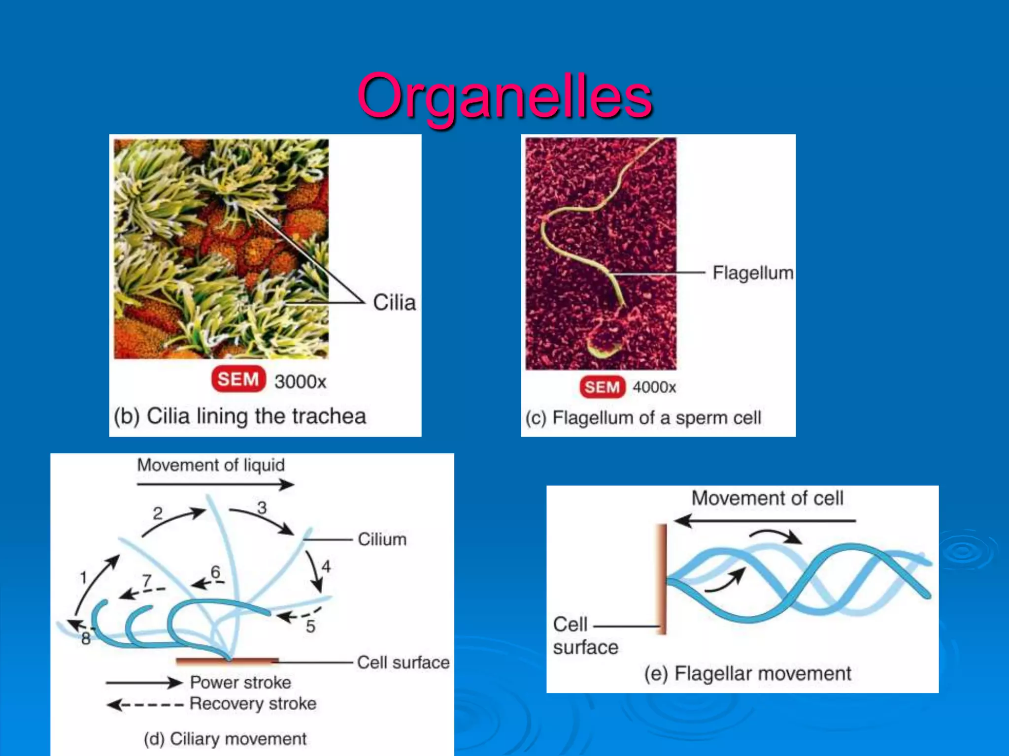 Organelles
 
