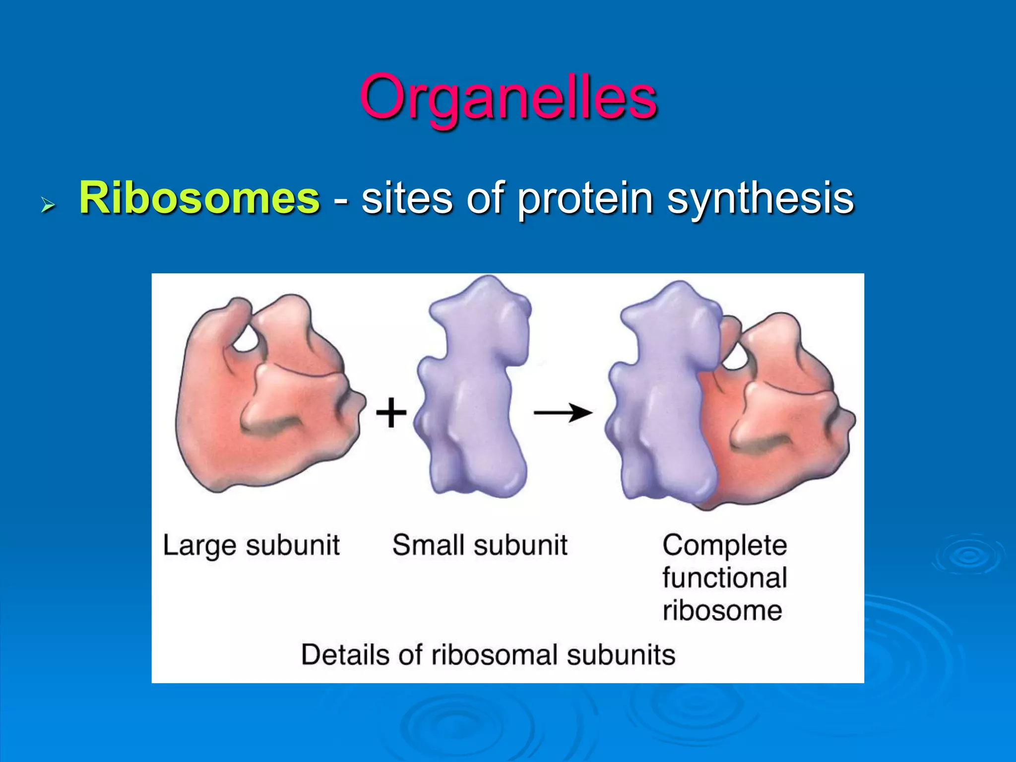 Organelles
 Ribosomes - sites of protein synthesis
 