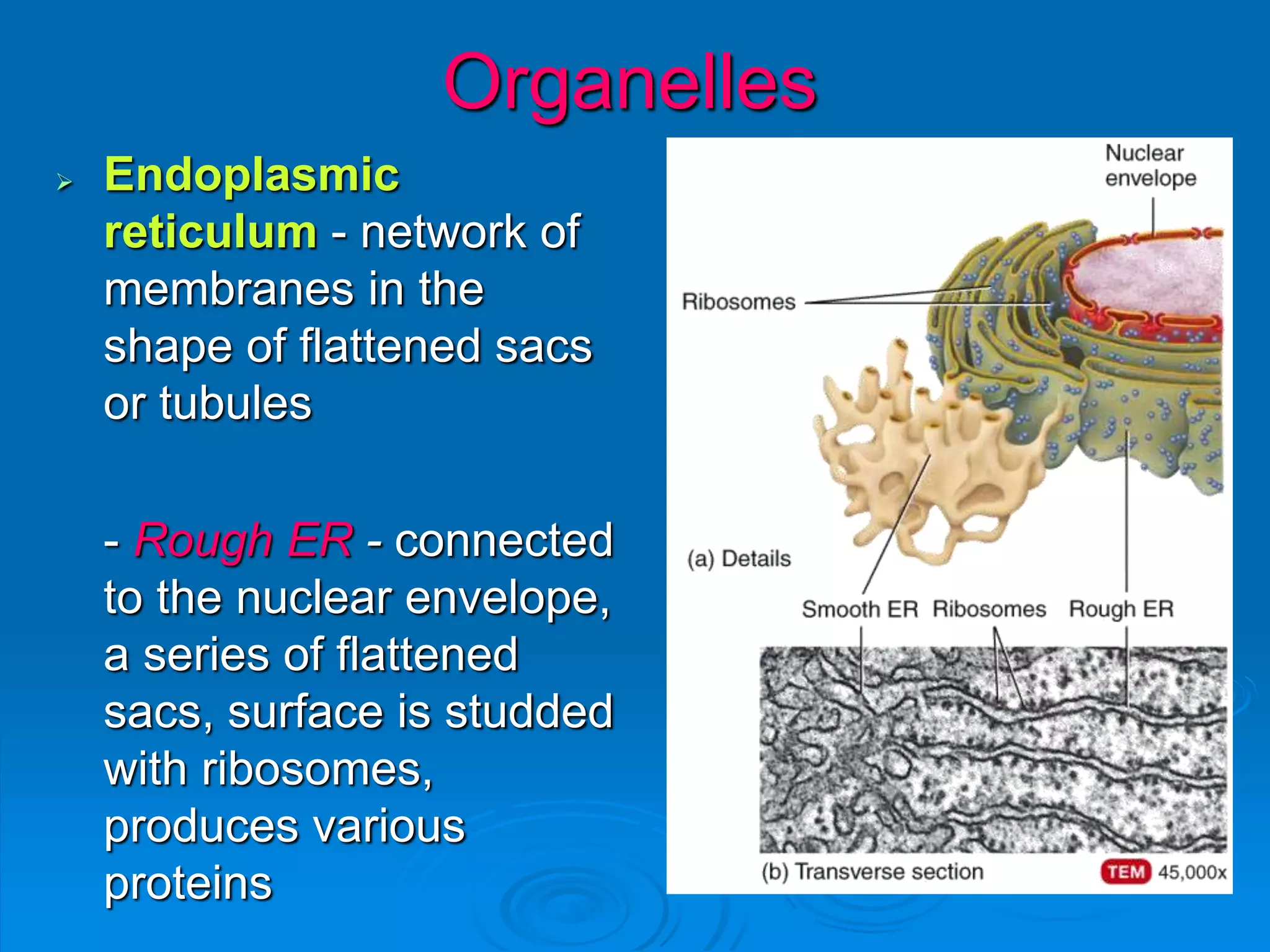 Organelles
 Endoplasmic
reticulum - network of
membranes in the
shape of flattened sacs
or tubules
- Rough ER - connected
to the nuclear envelope,
a series of flattened
sacs, surface is studded
with ribosomes,
produces various
proteins
 