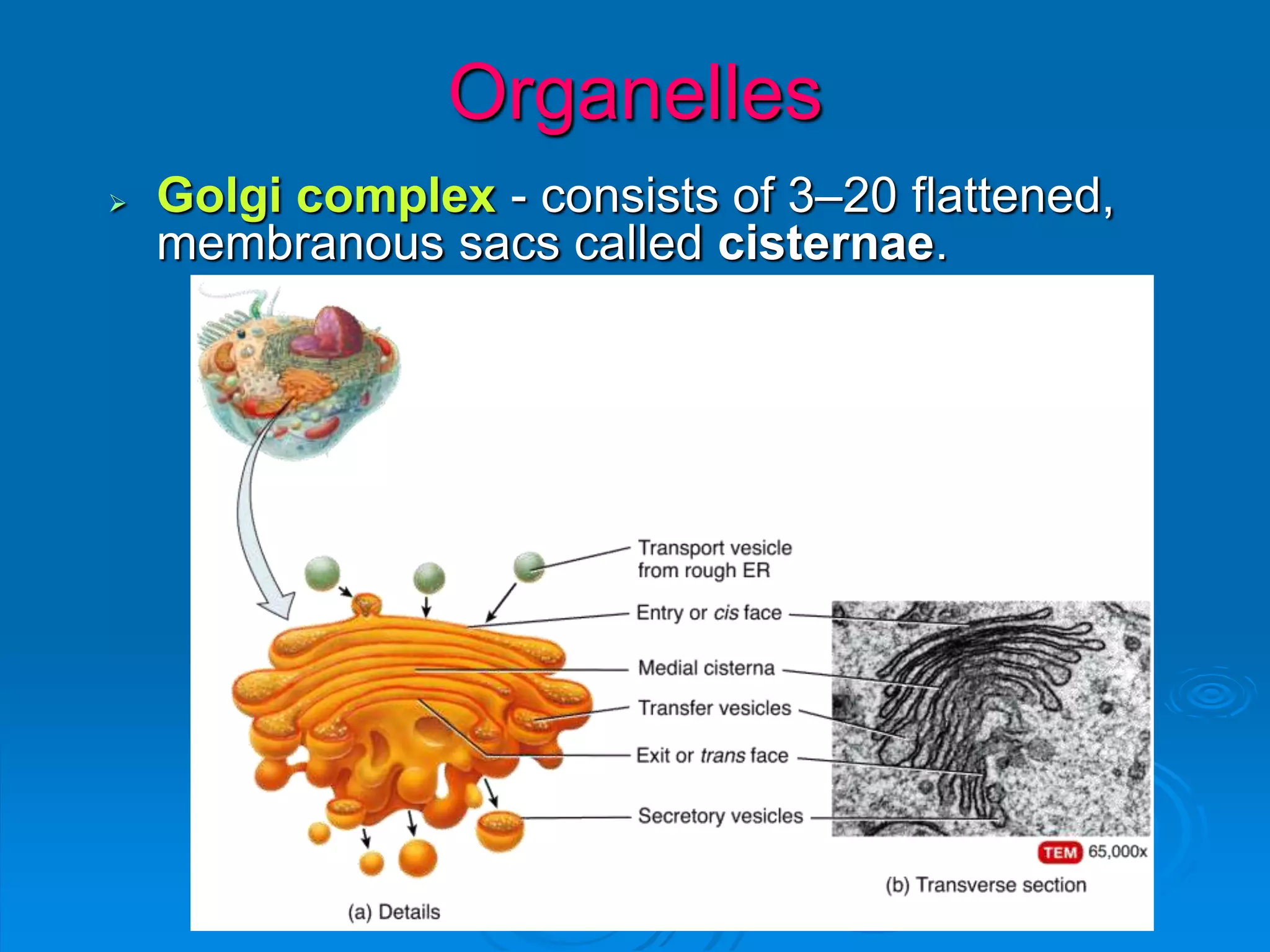 Organelles
 Golgi complex - consists of 3–20 flattened,
membranous sacs called cisternae.
 
