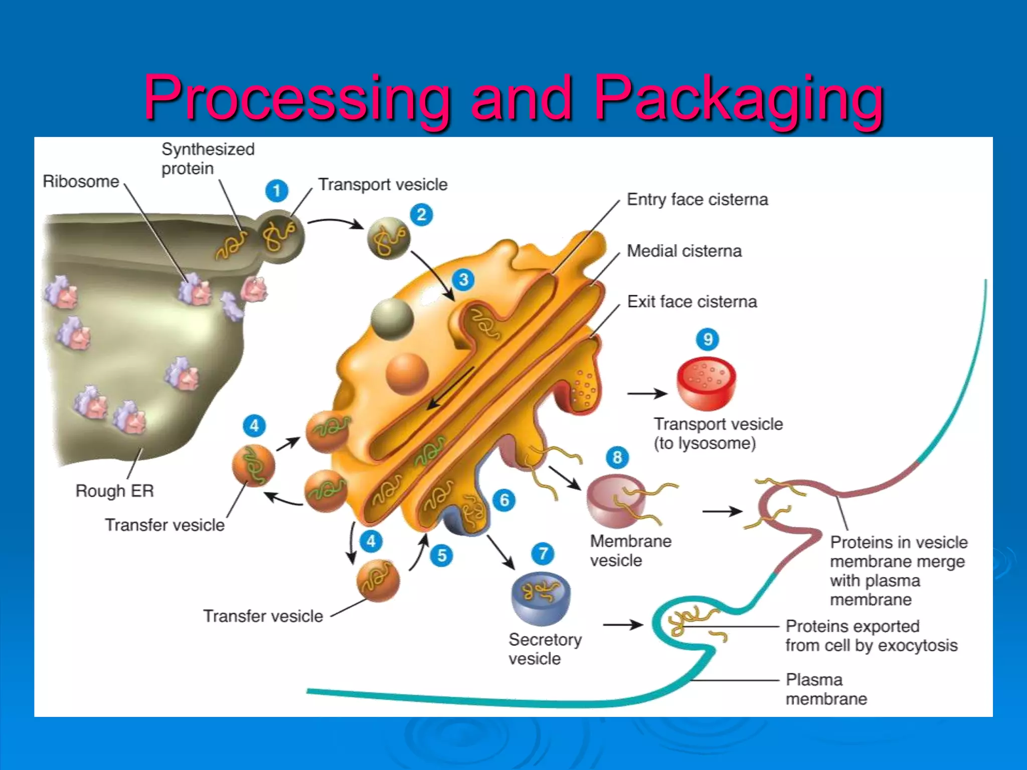 Processing and Packaging
 