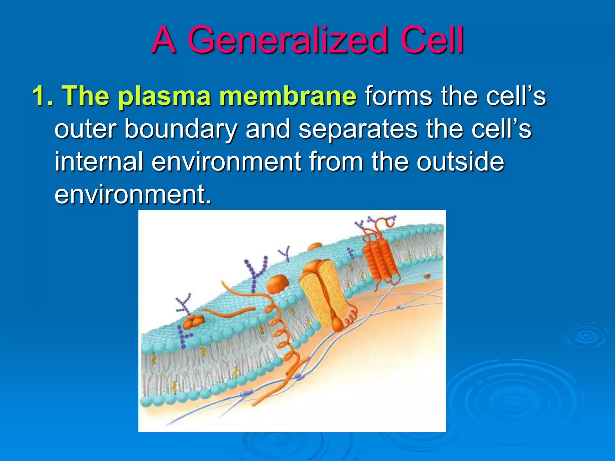 1. The plasma membrane forms the cell’s
outer boundary and separates the cell’s
internal environment from the outside
environment.
A Generalized Cell
 