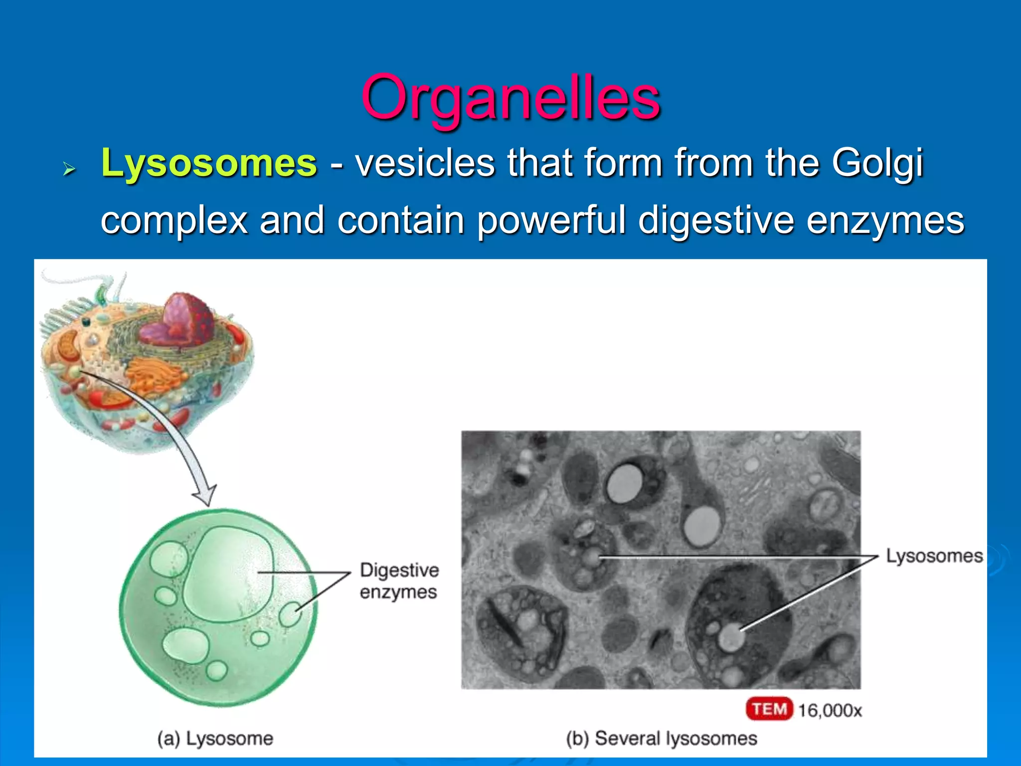 Organelles
 Lysosomes - vesicles that form from the Golgi
complex and contain powerful digestive enzymes
 