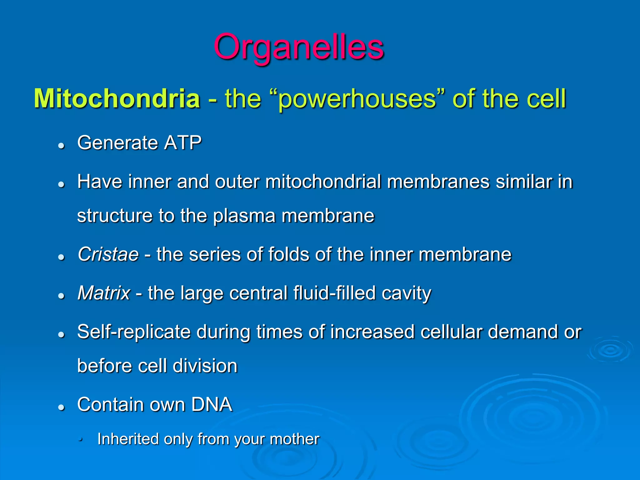 Organelles
Mitochondria - the “powerhouses” of the cell
 Generate ATP
 Have inner and outer mitochondrial membranes similar in
structure to the plasma membrane
 Cristae - the series of folds of the inner membrane
 Matrix - the large central fluid-filled cavity
 Self-replicate during times of increased cellular demand or
before cell division
 Contain own DNA
• Inherited only from your mother
 