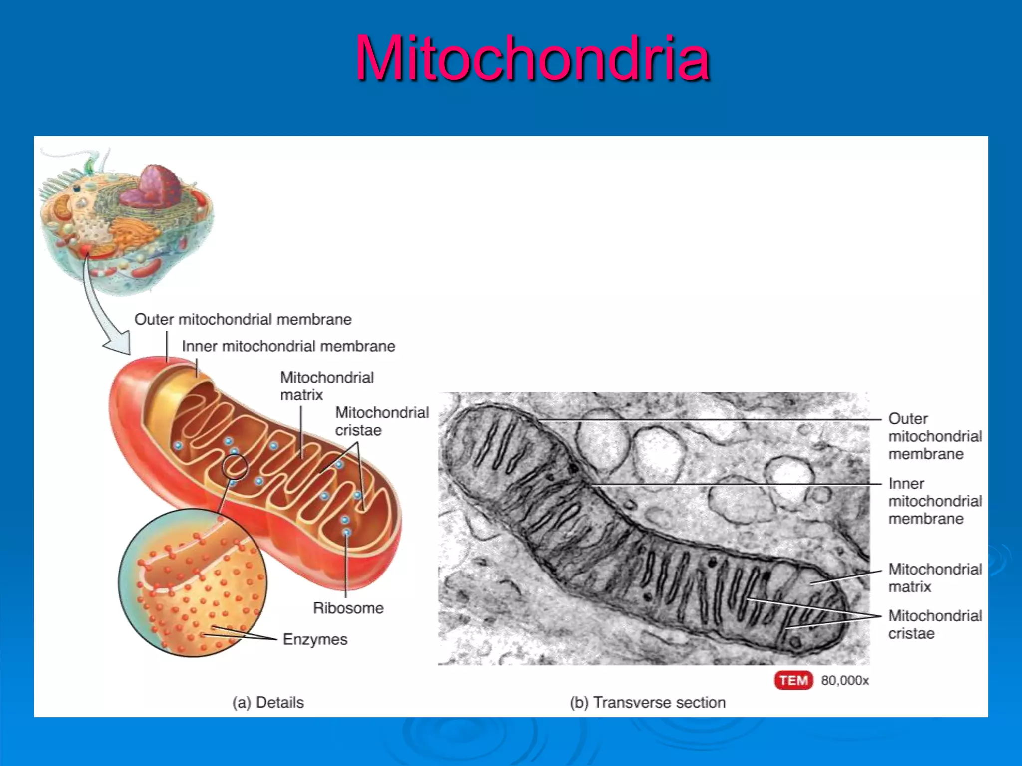 Mitochondria
 