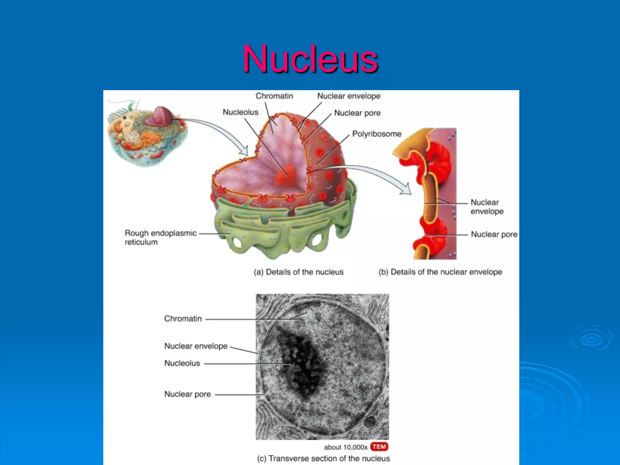 Nucleus
 