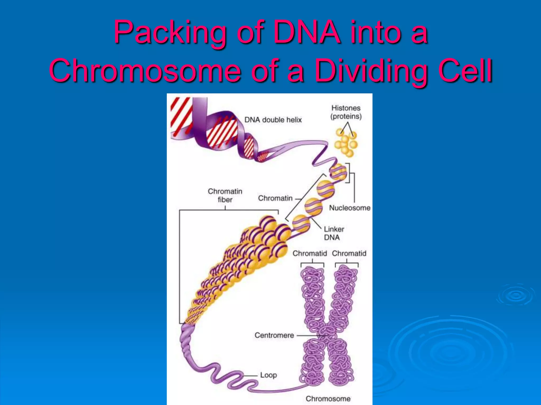 Packing of DNA into a
Chromosome of a Dividing Cell
 