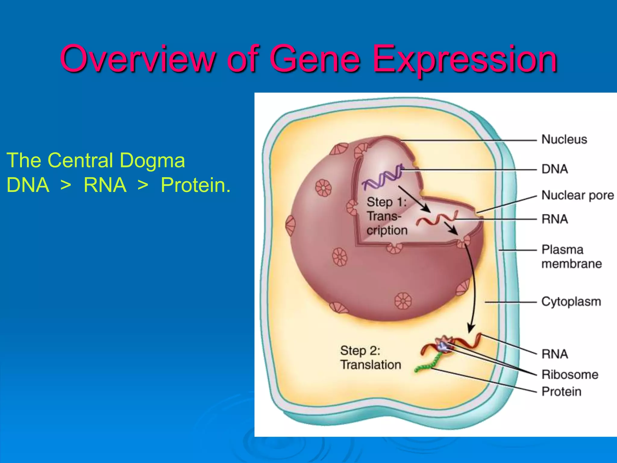 Overview of Gene Expression
The Central Dogma
DNA > RNA > Protein.
 