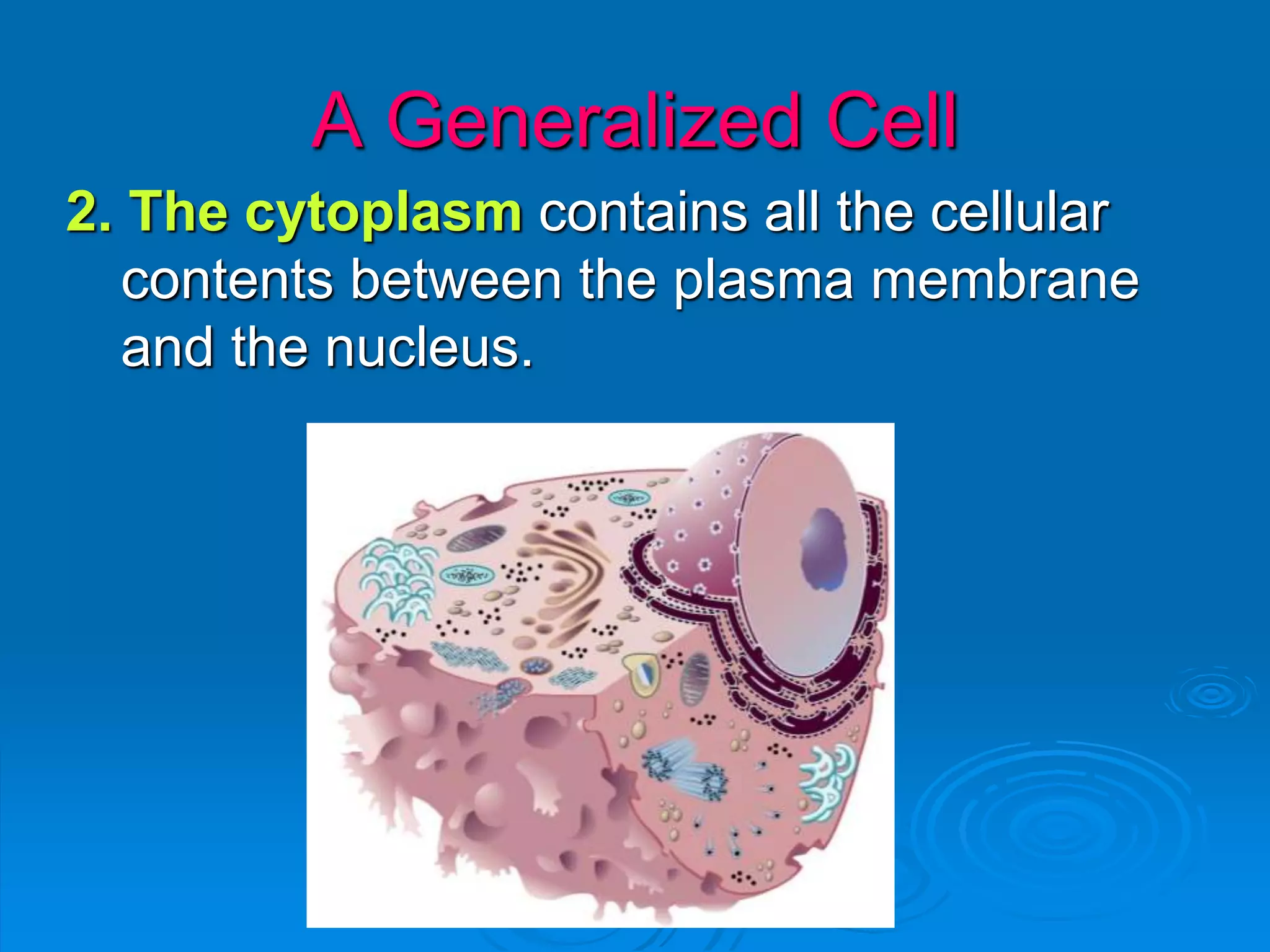 2. The cytoplasm contains all the cellular
contents between the plasma membrane
and the nucleus.
A Generalized Cell
 