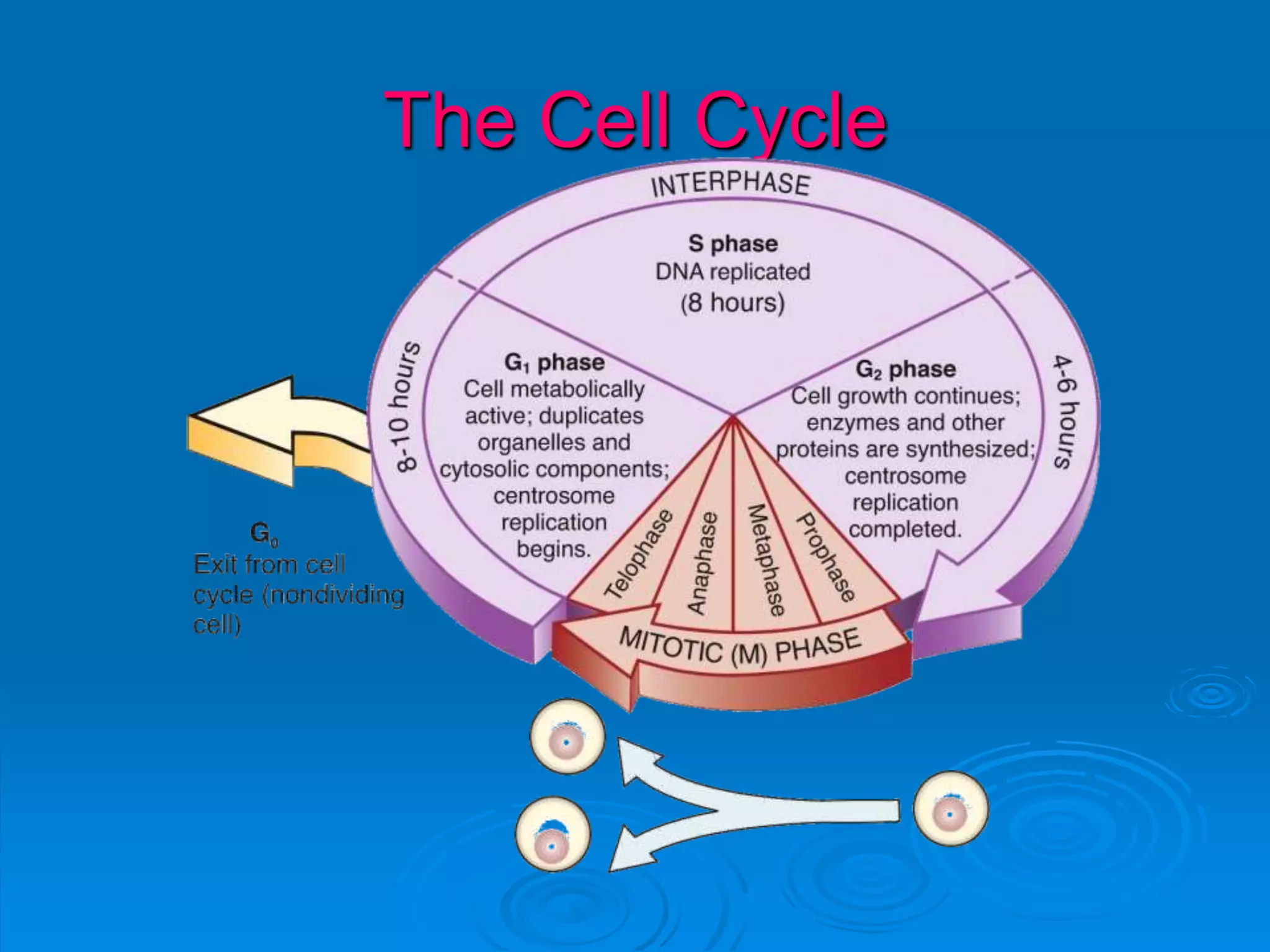 The Cell Cycle
 