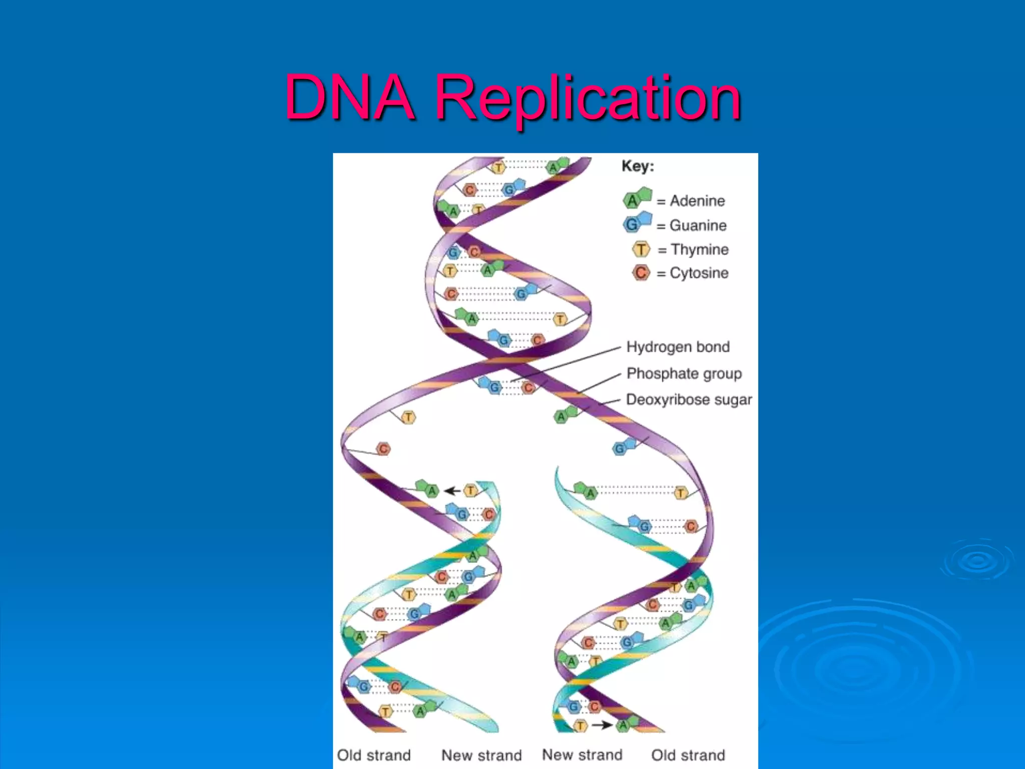 DNA Replication
 