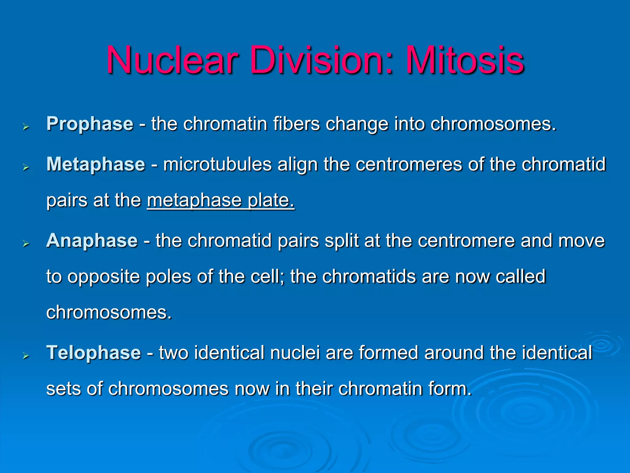 Nuclear Division: Mitosis
 Prophase - the chromatin fibers change into chromosomes.
 Metaphase - microtubules align the centromeres of the chromatid
pairs at the metaphase plate.
 Anaphase - the chromatid pairs split at the centromere and move
to opposite poles of the cell; the chromatids are now called
chromosomes.
 Telophase - two identical nuclei are formed around the identical
sets of chromosomes now in their chromatin form.
 
