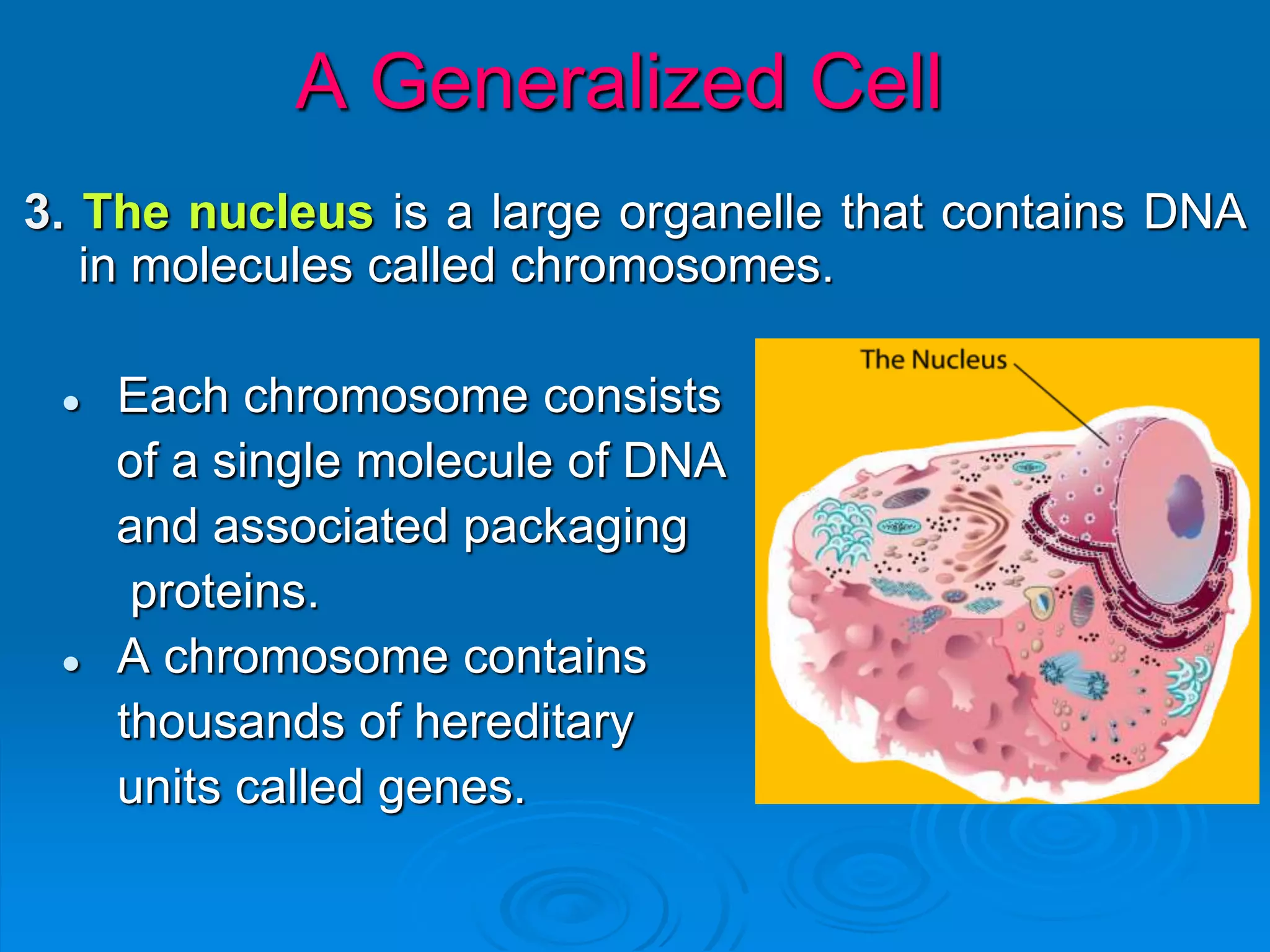3. The nucleus is a large organelle that contains DNA
in molecules called chromosomes.
 Each chromosome consists
of a single molecule of DNA
and associated packaging
proteins.
 A chromosome contains
thousands of hereditary
units called genes.
A Generalized Cell
 