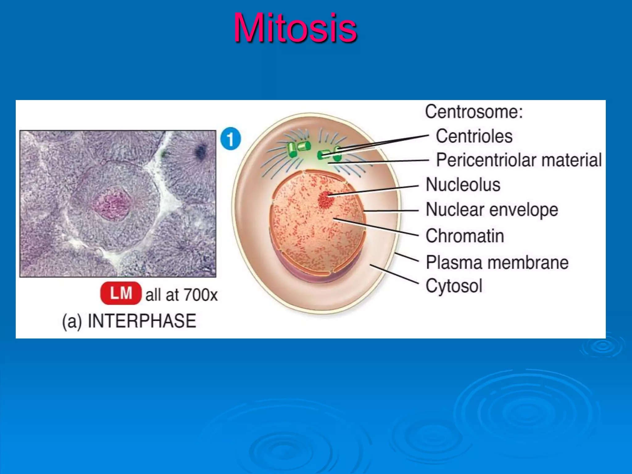 Mitosis
 