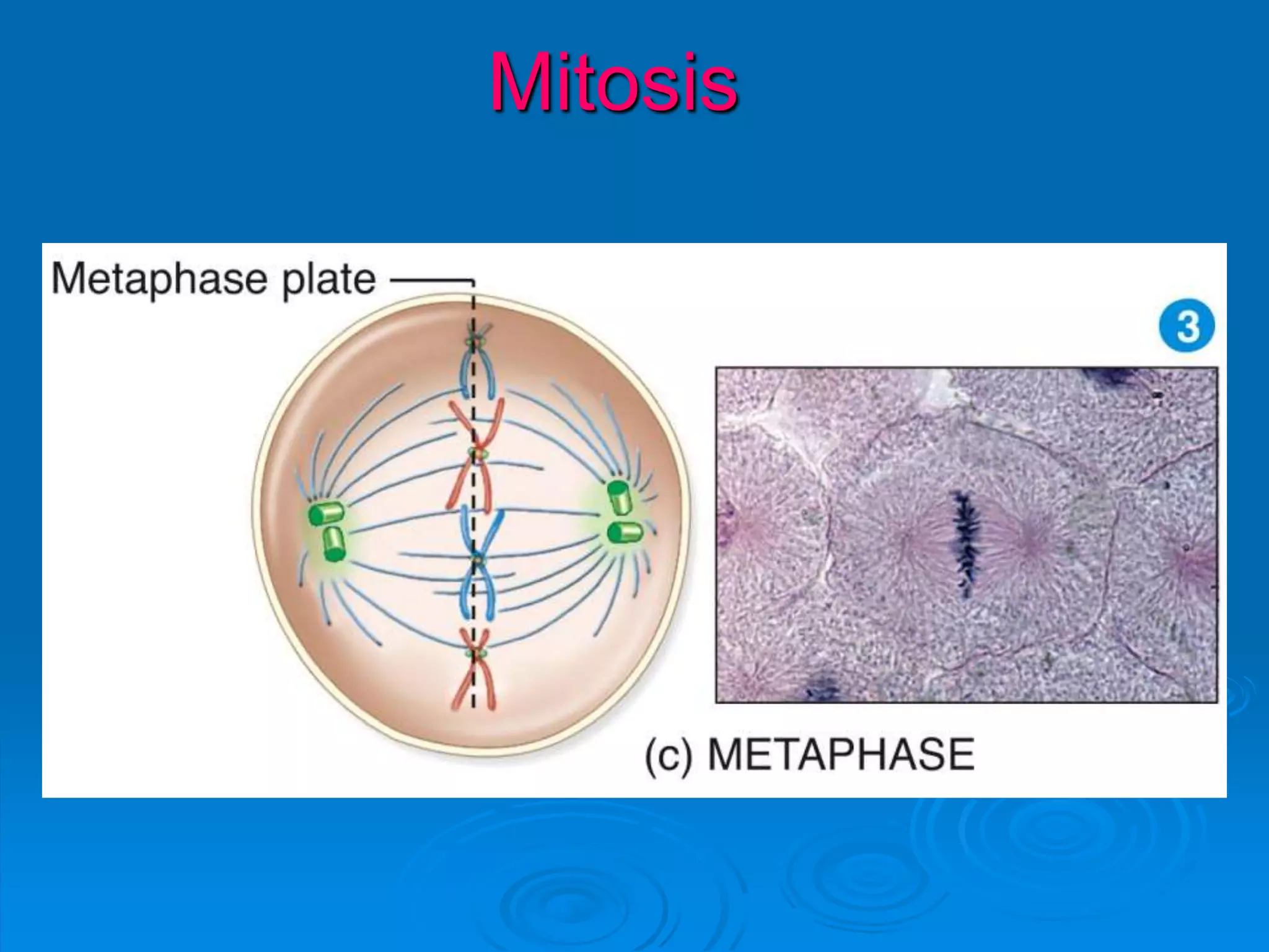 Mitosis
 