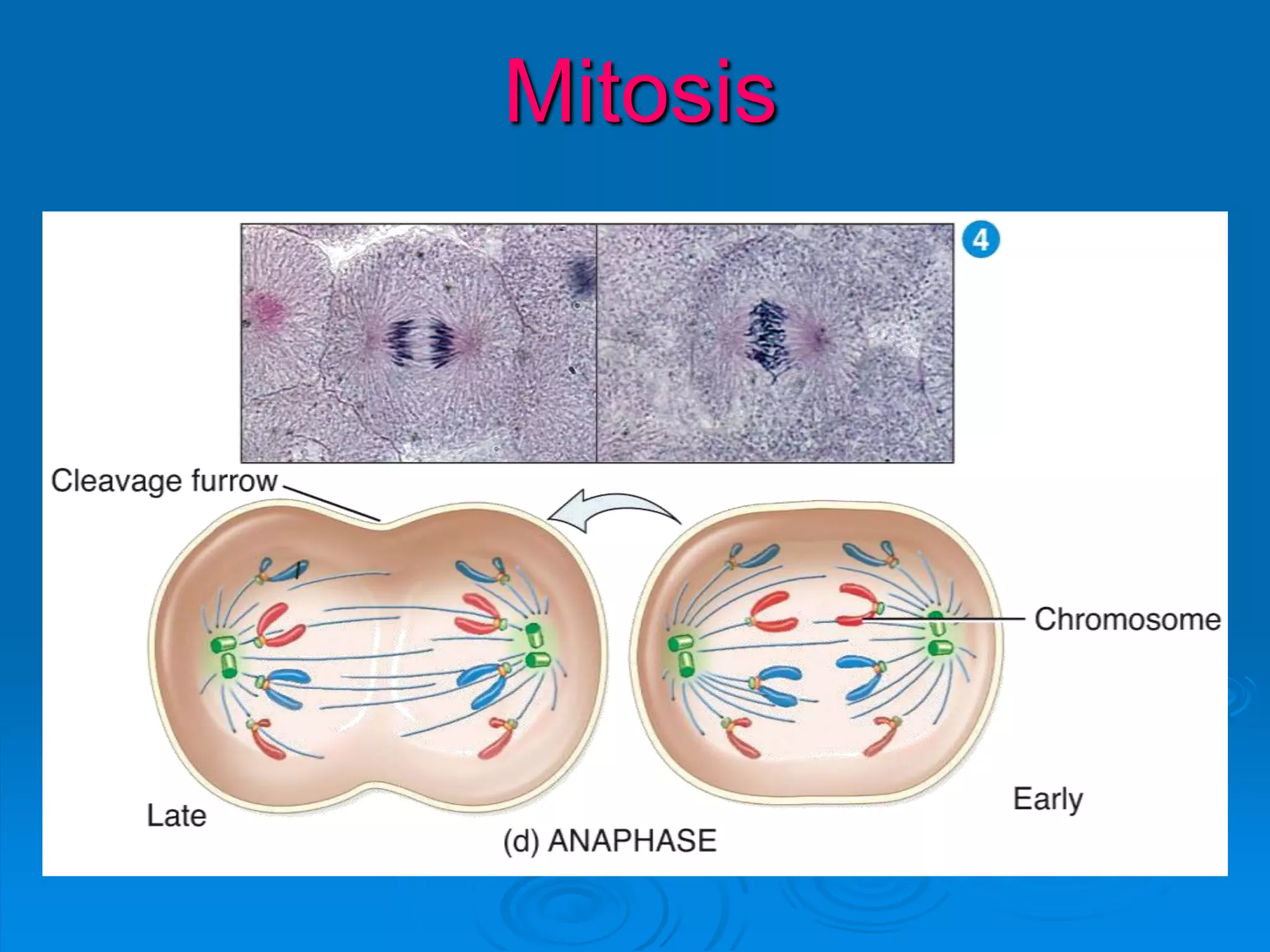 Mitosis
 