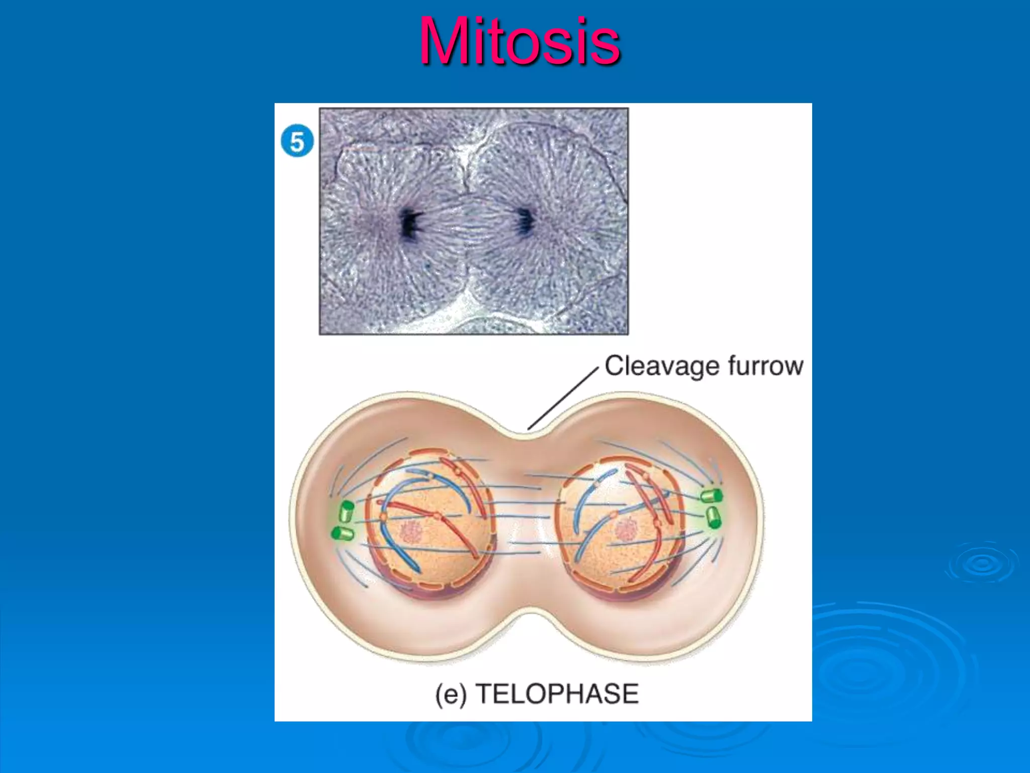 Mitosis
 