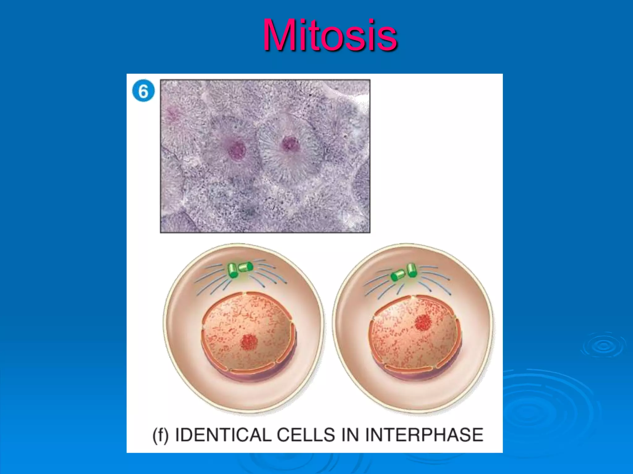 Mitosis
 