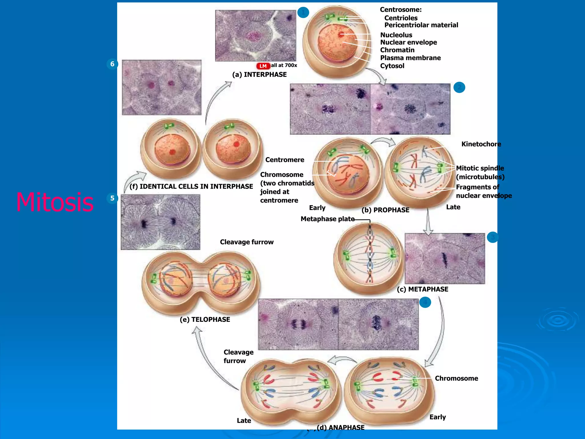 1
Pericentriolar material
Nucleolus
Nuclear envelope
Chromatin
Plasma membrane
Cytosol
(a) INTERPHASE
Centrioles
Centrosome:
all at 700xLM
1
LateEarly
Pericentriolar material
Nucleolus
Nuclear envelope
Chromatin
Plasma membrane
Cytosol
Chromosome
(two chromatids
joined at
centromere
(a) INTERPHASE
(b) PROPHASE
Centrioles
Centrosome:
Fragments of
nuclear envelope
Mitotic spindle
(microtubules)
Kinetochore
2
all at 700xLM
Centromere
1
Pericentriolar material
Nucleolus
Nuclear envelope
Chromatin
Plasma membrane
Cytosol
Metaphase plate
(a) INTERPHASE
Centrioles
Centrosome:
(c) METAPHASE
2
3
LateEarly (b) PROPHASE
Fragments of
nuclear envelope
Mitotic spindle
(microtubules)
Kinetochore
all at 700xLM
Chromosome
(two chromatids
joined at
centromere
Centromere
1
Early
Late
(d) ANAPHASE
Pericentriolar material
Nucleolus
Nuclear envelope
Chromatin
Plasma membrane
Cytosol
Chromosome
(a) INTERPHASE
Centrioles
Centrosome:
(c) METAPHASE
2
3
4
Cleavage
furrow
LateEarly (b) PROPHASE
Fragments of
nuclear envelope
Mitotic spindle
(microtubules)
Kinetochore
Metaphase plate
all at 700xLM
Chromosome
(two chromatids
joined at
centromere
Centromere
1
Early
Late
(d) ANAPHASE
Pericentriolar material
Nucleolus
Nuclear envelope
Chromatin
Plasma membrane
Cytosol
(a) INTERPHASE
Centrioles
Centrosome:
Cleavage furrow
(e) TELOPHASE
(c) METAPHASE
2
3
4
5
Cleavage
furrow
LateEarly (b) PROPHASE
Fragments of
nuclear envelope
Mitotic spindle
(microtubules)
Kinetochore
Metaphase plate
Chromosome
all at 700xLM
Chromosome
(two chromatids
joined at
centromere
Centromere
1
Early
Late
(d) ANAPHASE
Pericentriolar material
Nucleolus
Nuclear envelope
Chromatin
Plasma membrane
Cytosol
(a) INTERPHASE
Centrioles
Centrosome:
(f) IDENTICAL CELLS IN INTERPHASE
Cleavage furrow
(e) TELOPHASE
(c) METAPHASE
Cleavage
furrow
2
3
4
5
6
LateEarly (b) PROPHASE
Fragments of
nuclear envelope
Mitotic spindle
(microtubules)
Kinetochore
Metaphase plate
Chromosome
all at 700xLM
Centromere
Chromosome
(two chromatids
joined at
centromere
Mitosis
 
