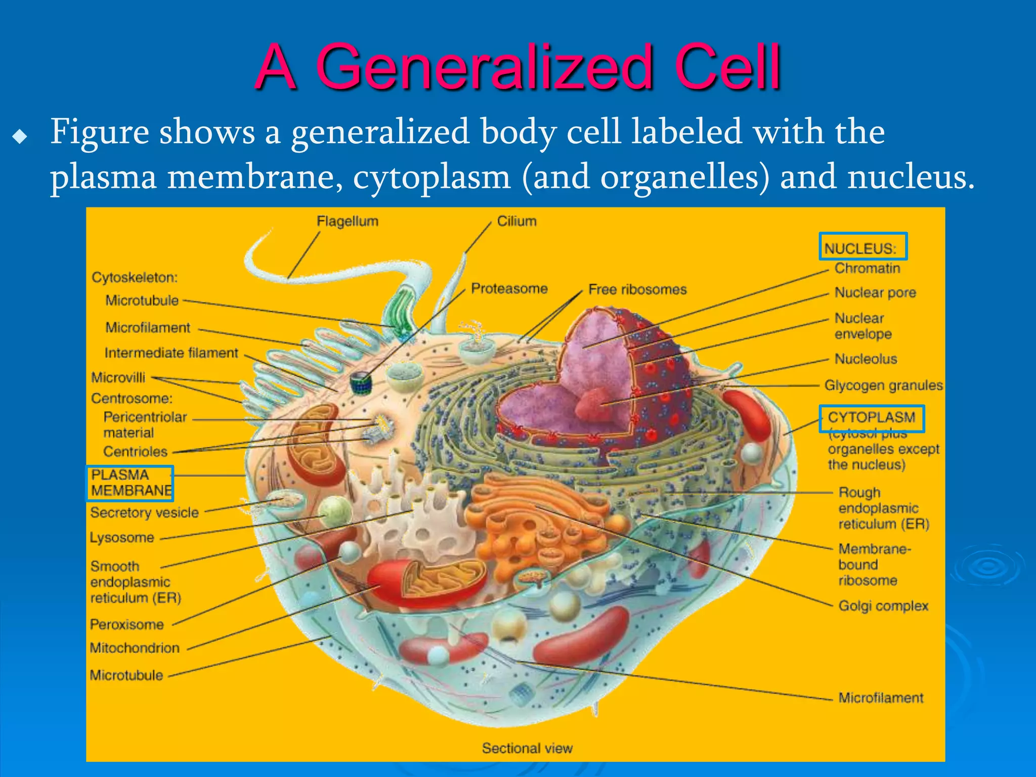 A Generalized Cell
 Figure shows a generalized body cell labeled with the
plasma membrane, cytoplasm (and organelles) and nucleus.
 