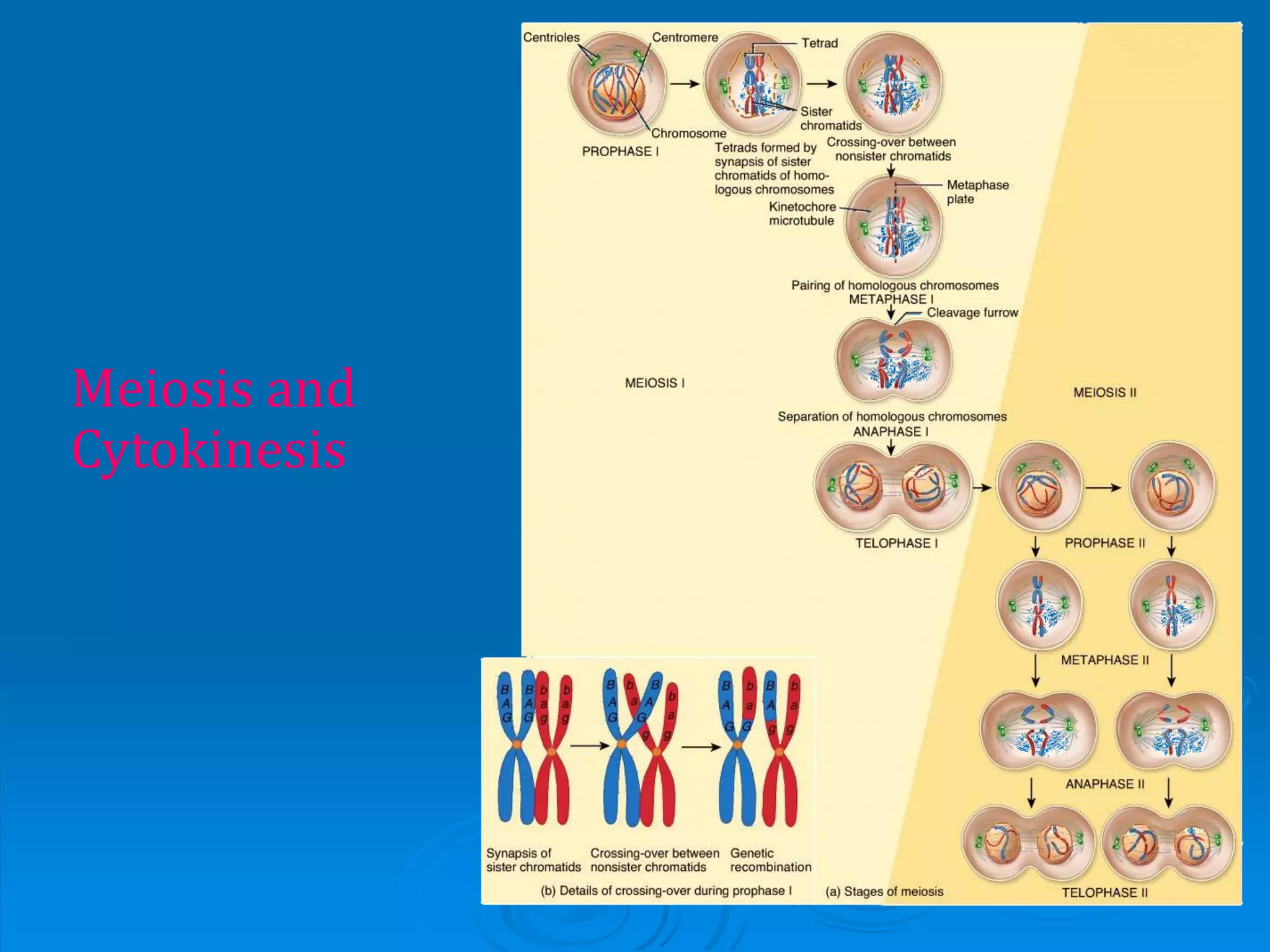 Meiosis and
Cytokinesis
 