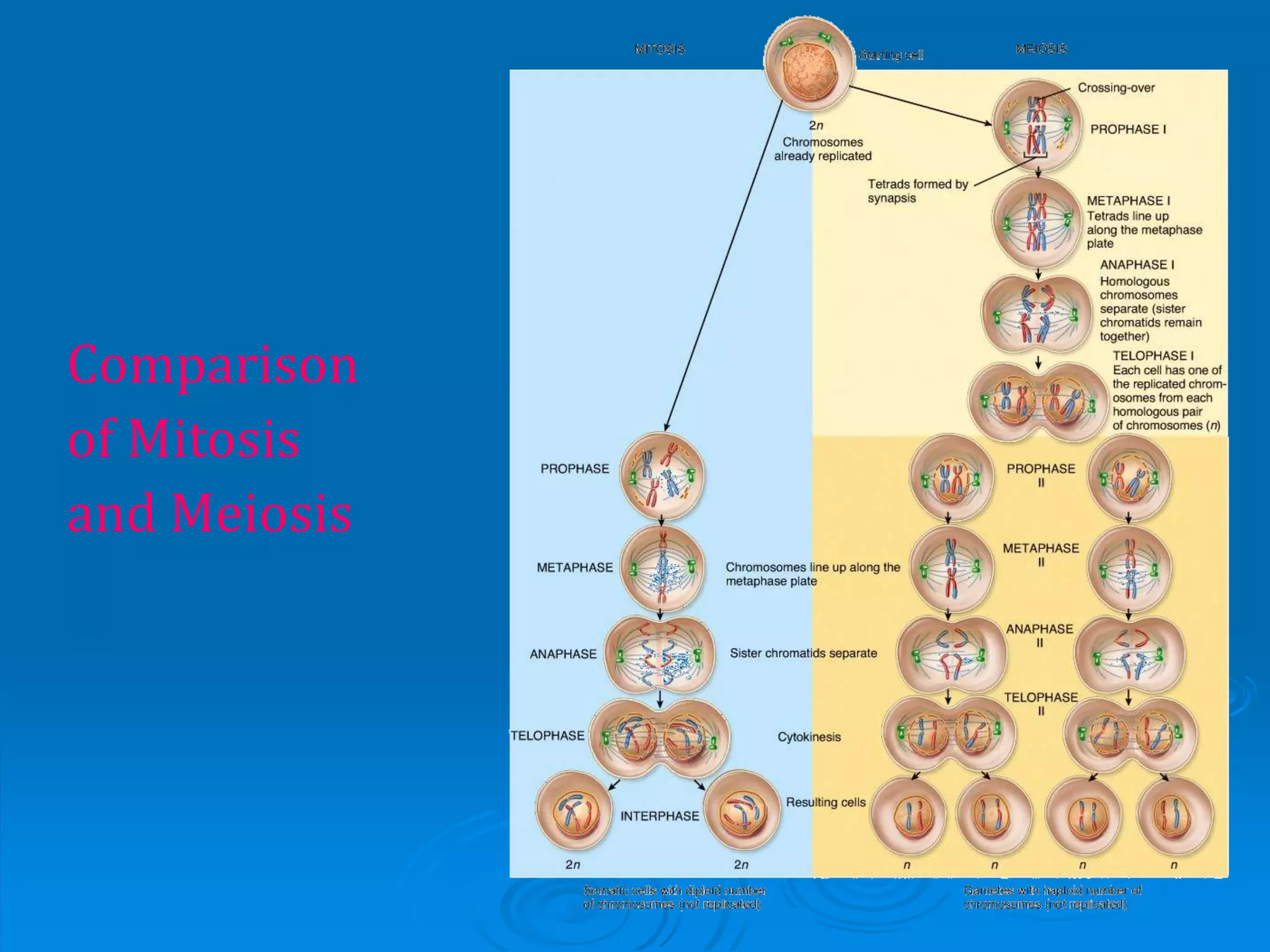 Comparison
of Mitosis
and Meiosis
 