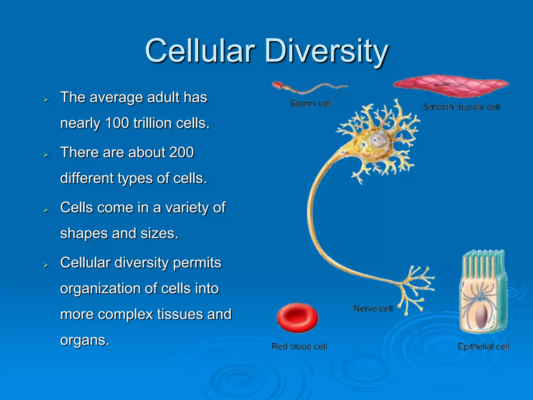 Cellular Diversity
 The average adult has
nearly 100 trillion cells.
 There are about 200
different types of cells.
 Cells come in a variety of
shapes and sizes.
 Cellular diversity permits
organization of cells into
more complex tissues and
organs.
 