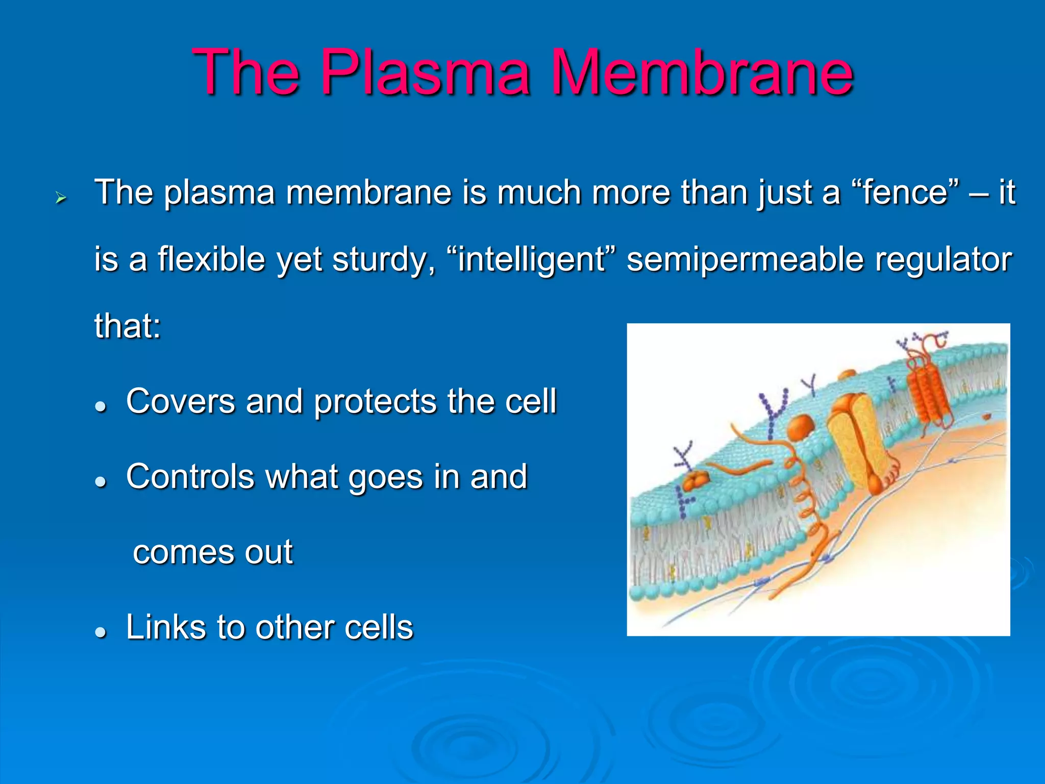  The plasma membrane is much more than just a “fence” – it
is a flexible yet sturdy, “intelligent” semipermeable regulator
that:
 Covers and protects the cell
 Controls what goes in and
comes out
 Links to other cells
The Plasma Membrane
 
