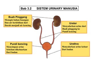 Bab 3.2 SISTEM URINARY MANUSIA 
Buah Pinggang 
Menapis bahan buangan 
Dan air berlebihan dari 
Darah menjadi air kencing 
Ureter 
Menyalurkan urine dari 
Buah pinggang ke 
Pundi kencing 
Pundi kencing 
Menyimpan urine 
Sebelum dikeluarkan 
Dari badan 
Urethra 
Menyalurkan urine keluar 
Dari badan 
 