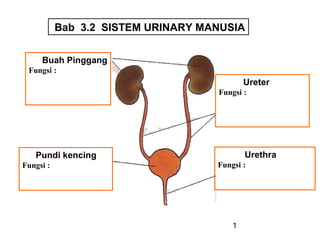 Bab 3.2 SISTEM URINARY MANUSIA 
1 
Buah Pinggang 
Fungsi : 
Ureter 
Fungsi : 
Pundi kencing 
Fungsi : 
Urethra 
Fungsi : 
 