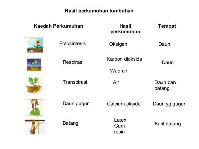 Chapter 3.3 excretion in plant revised 2010- soalan