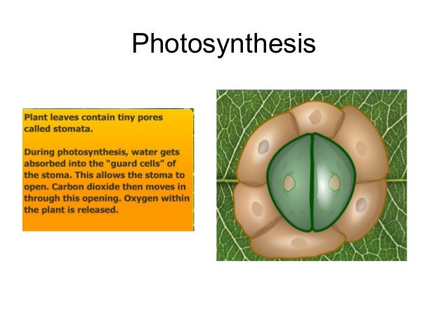 Chapter 3.3 excretion in plant revised 2010- soalan