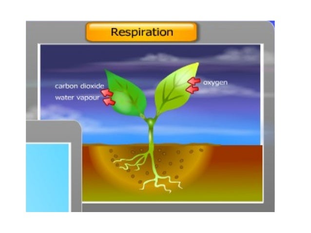 Chapter 3.3 excretion in plant revised 2010- soalan