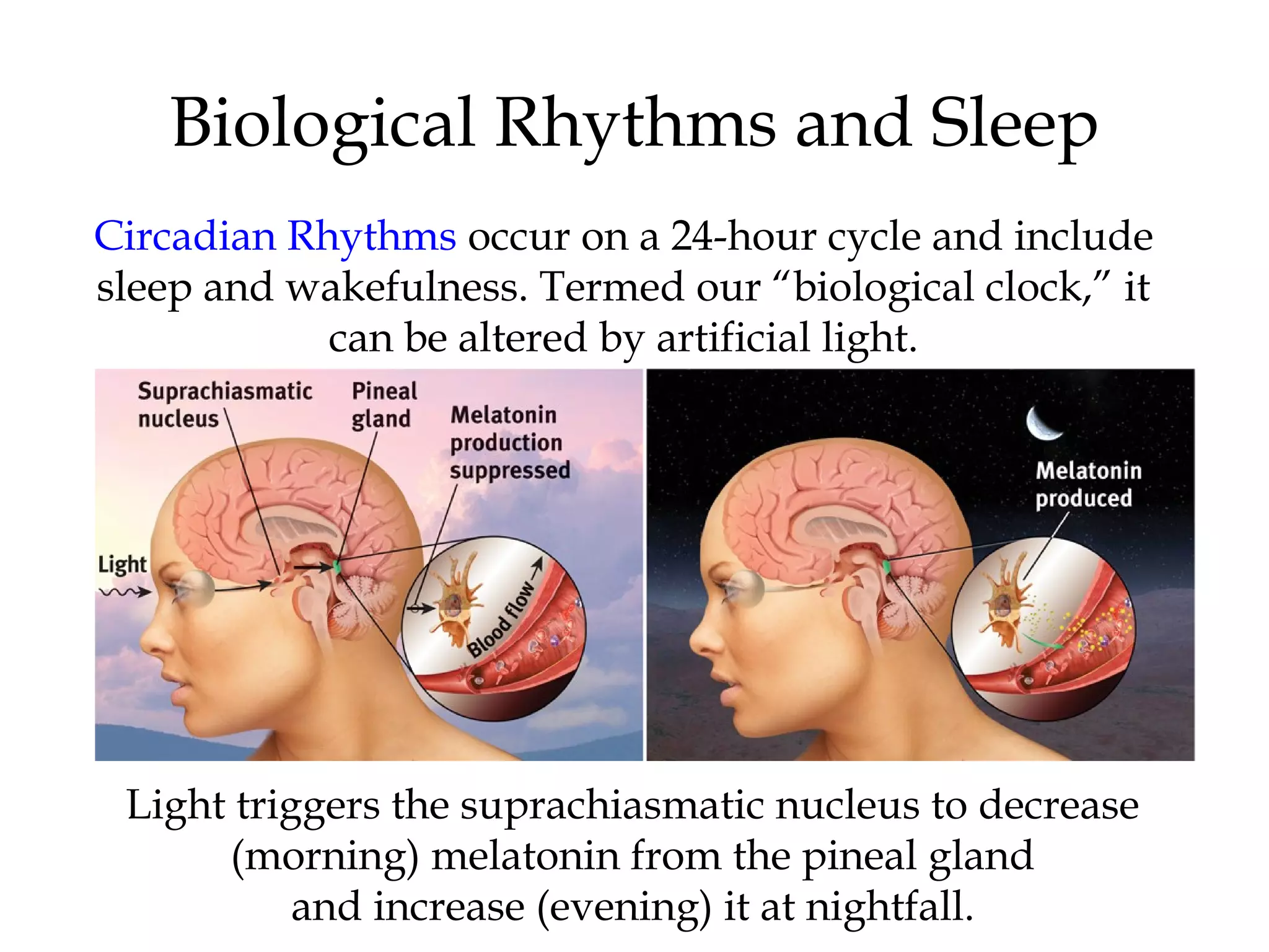 Biological Rhythms and Sleep 
Circadian Rhythms occur on a 24-hour cycle and include 
sleep and wakefulness. Termed our “biological clock,” it 
can be altered by artificial light. 
Light triggers the suprachiasmatic nucleus to decrease 
(morning) melatonin from the pineal gland 
and increase (evening) it at nightfall. 
 