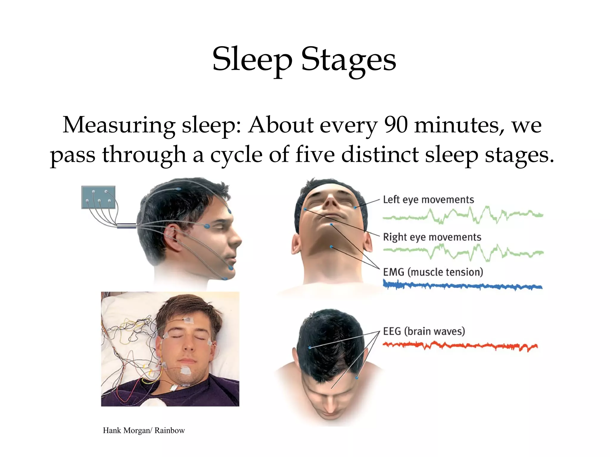 Sleep Stages 
Measuring sleep: About every 90 minutes, we 
pass through a cycle of five distinct sleep stages. 
Hank Morgan/ Rainbow 
 